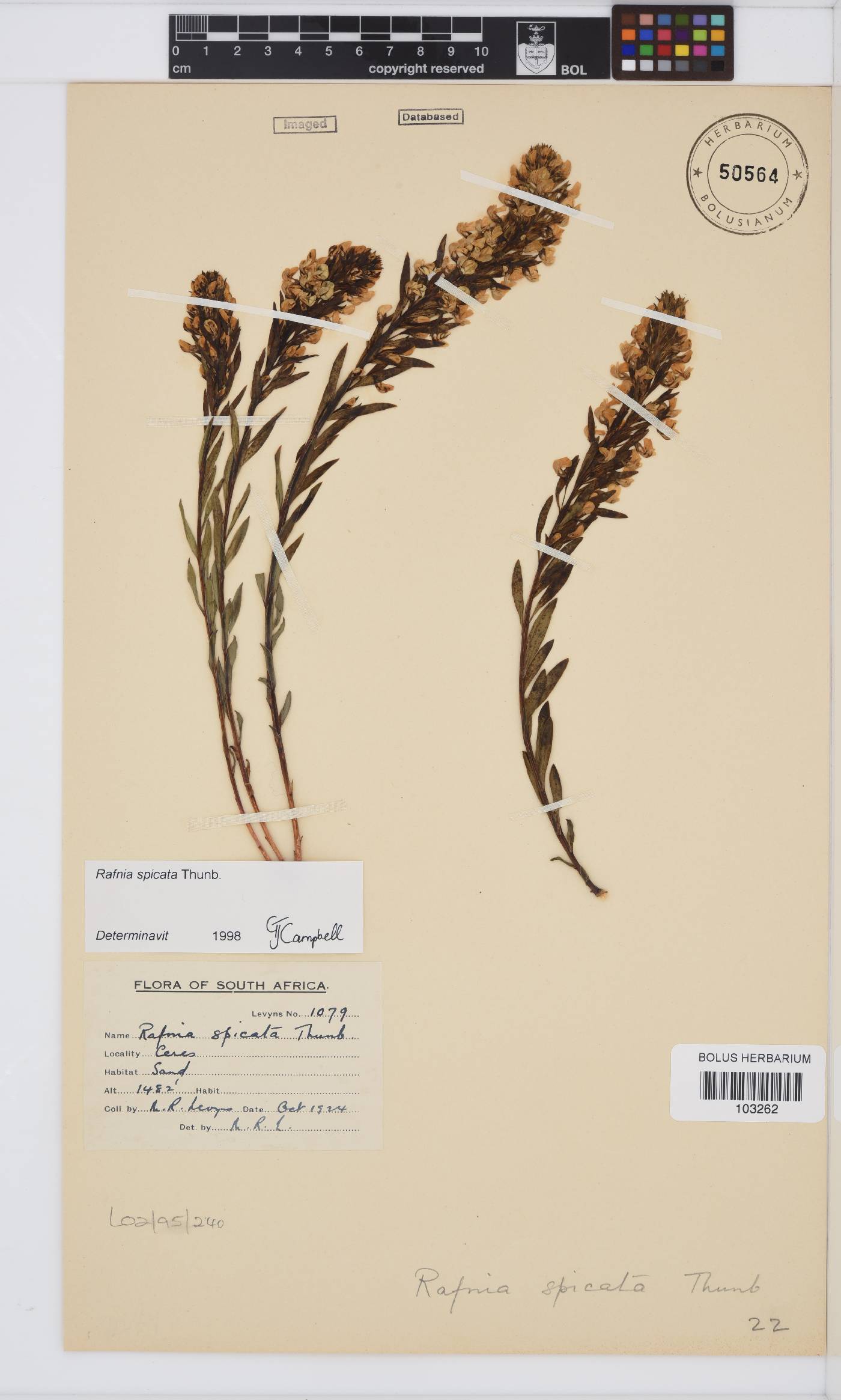 Rafnia spicata image