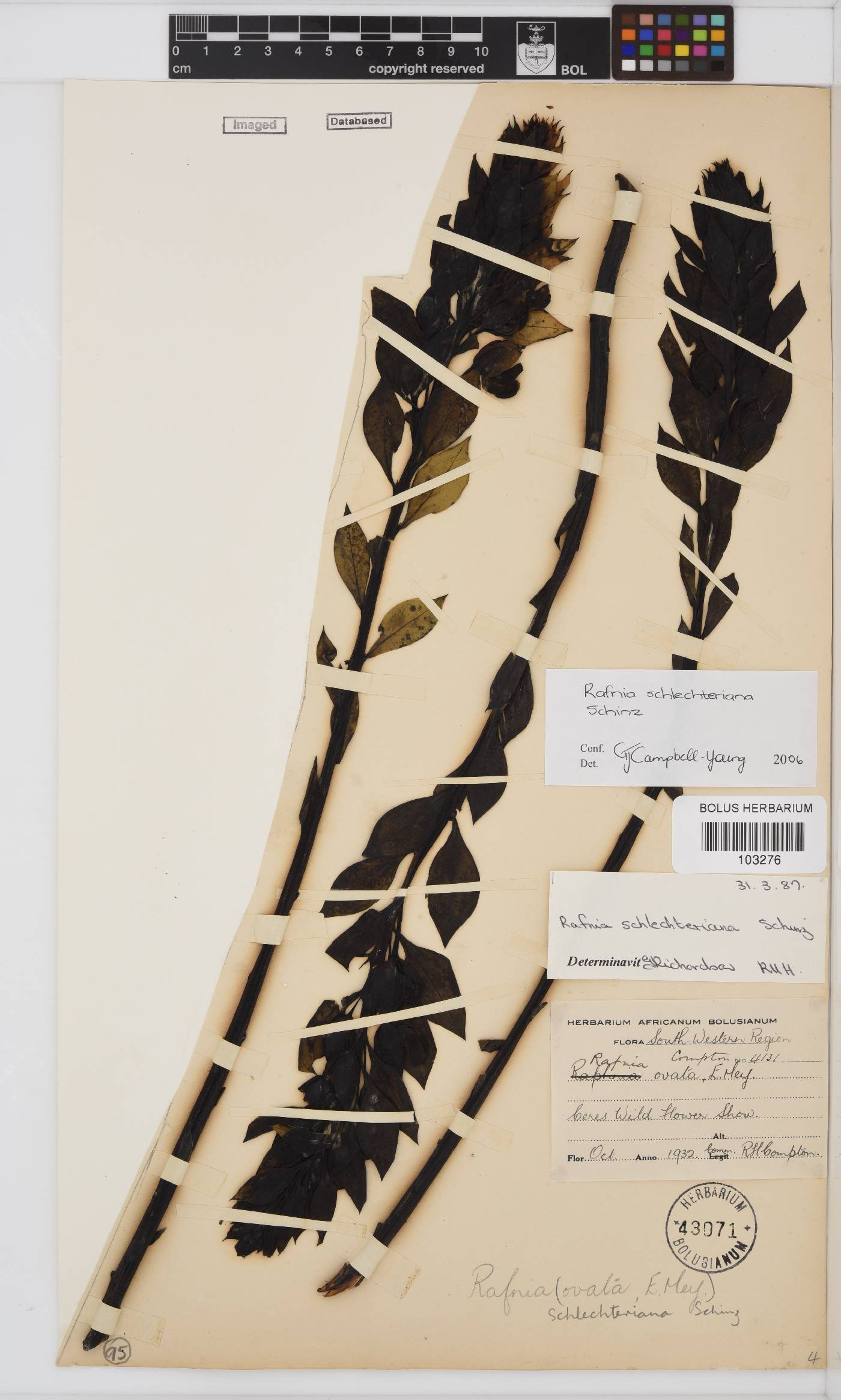 Rafnia schlechteriana image