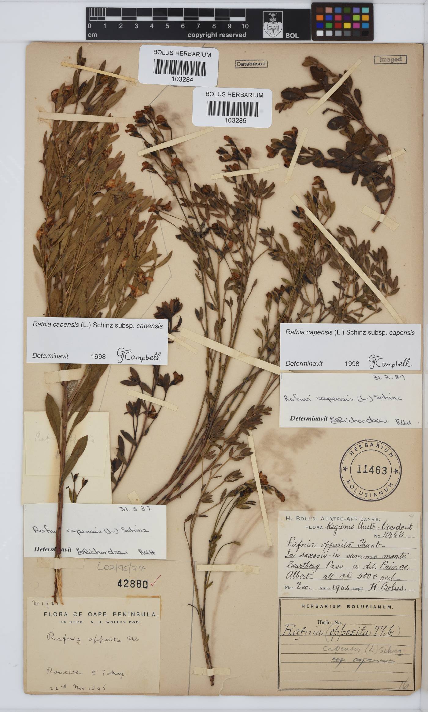 Rafnia capensis subsp. capensis image