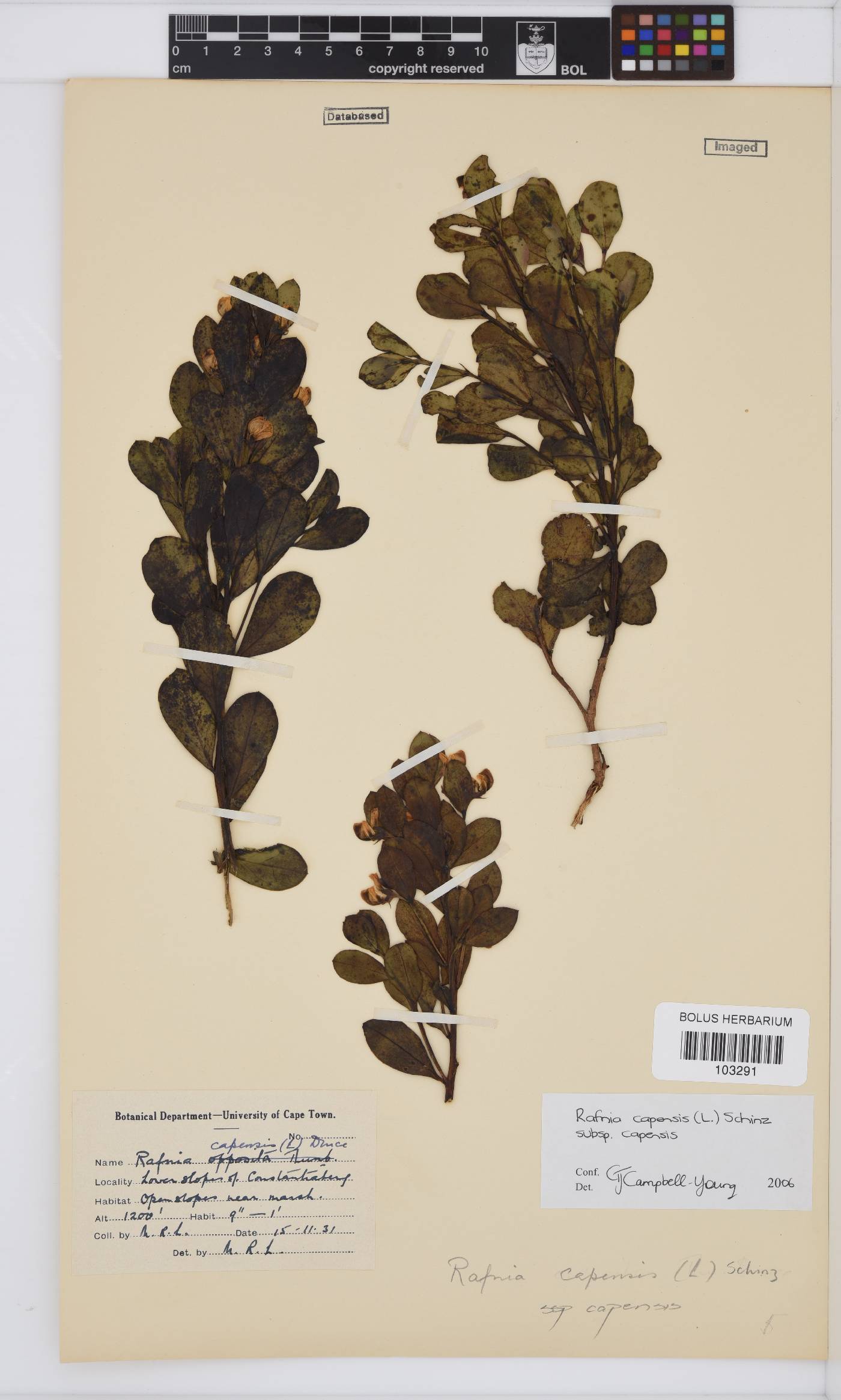 Rafnia capensis image