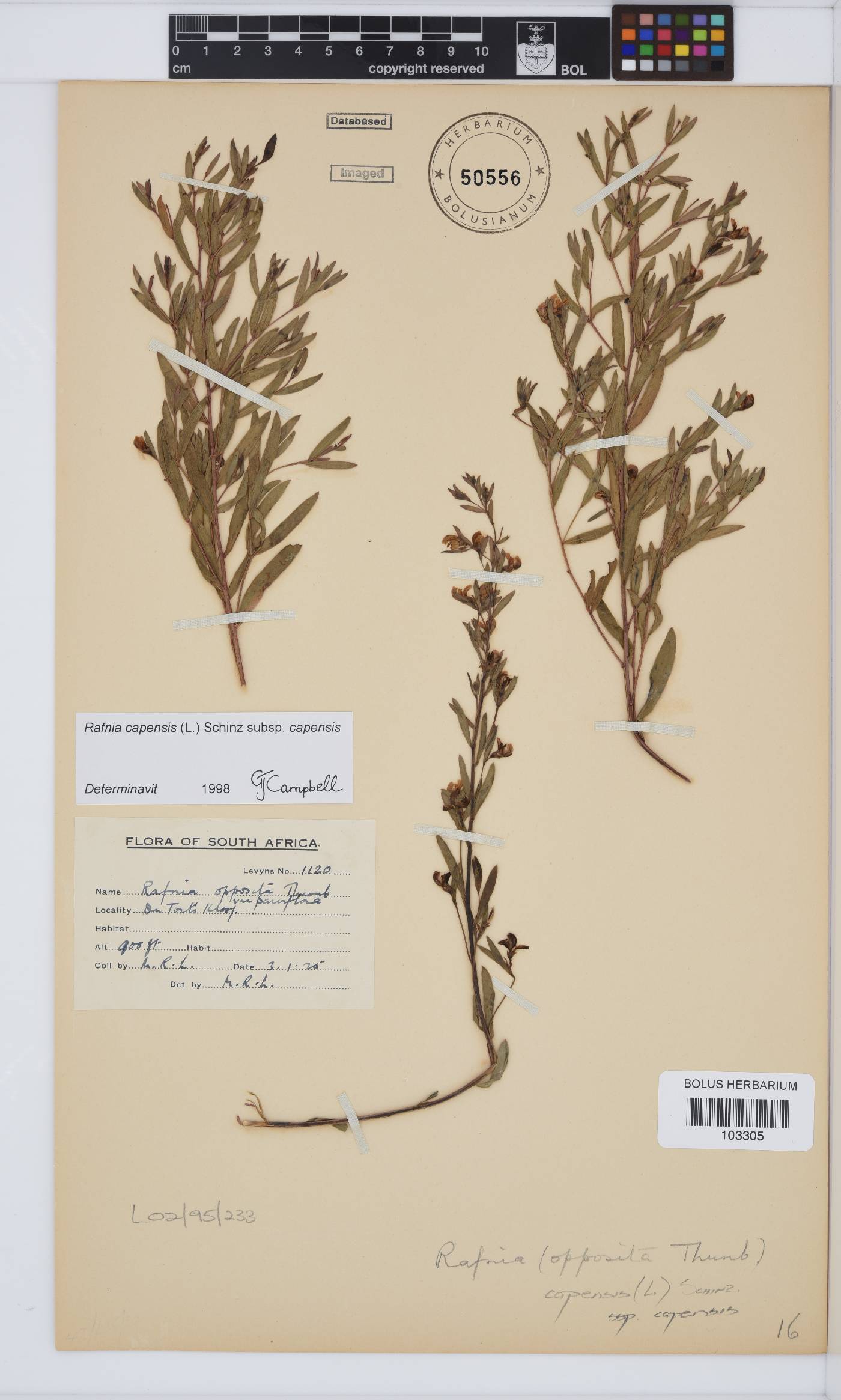 Rafnia capensis image