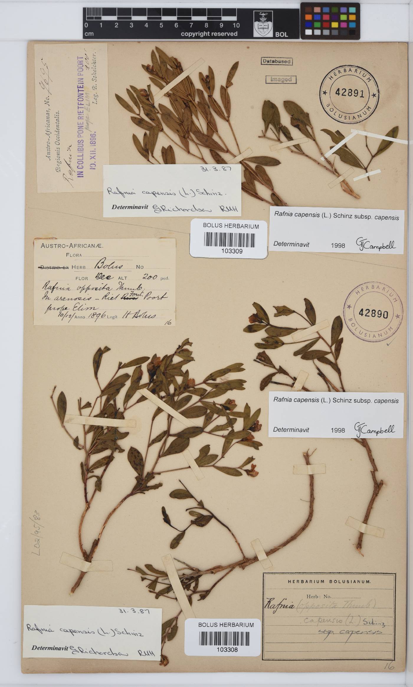Rafnia capensis image