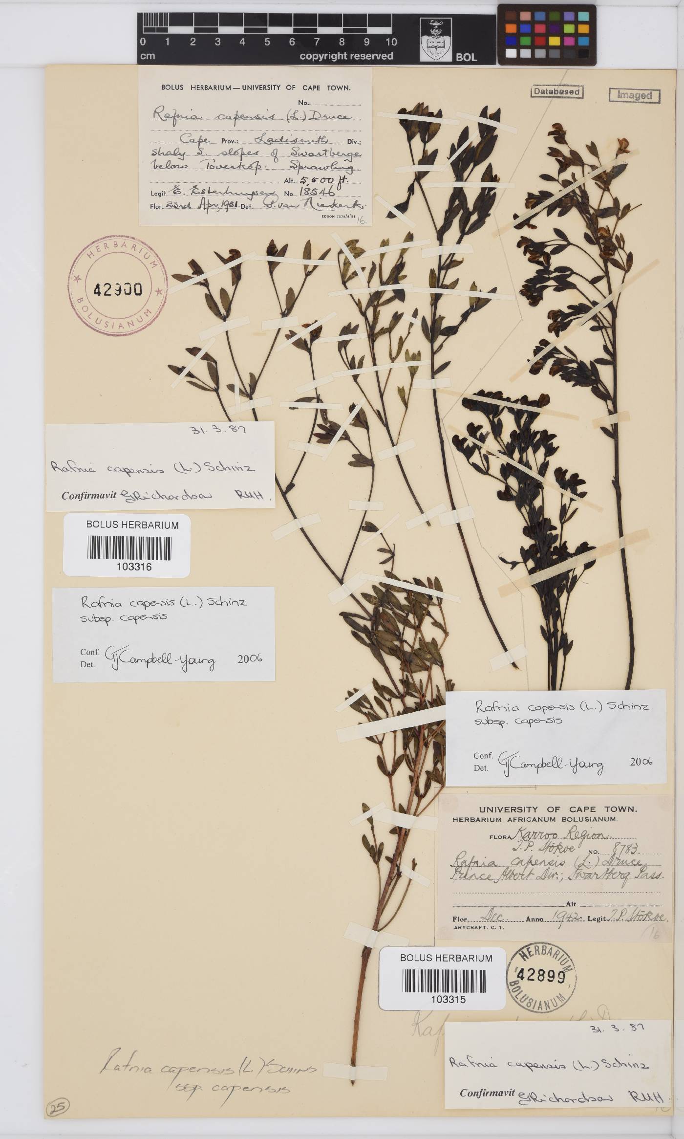 Rafnia capensis image