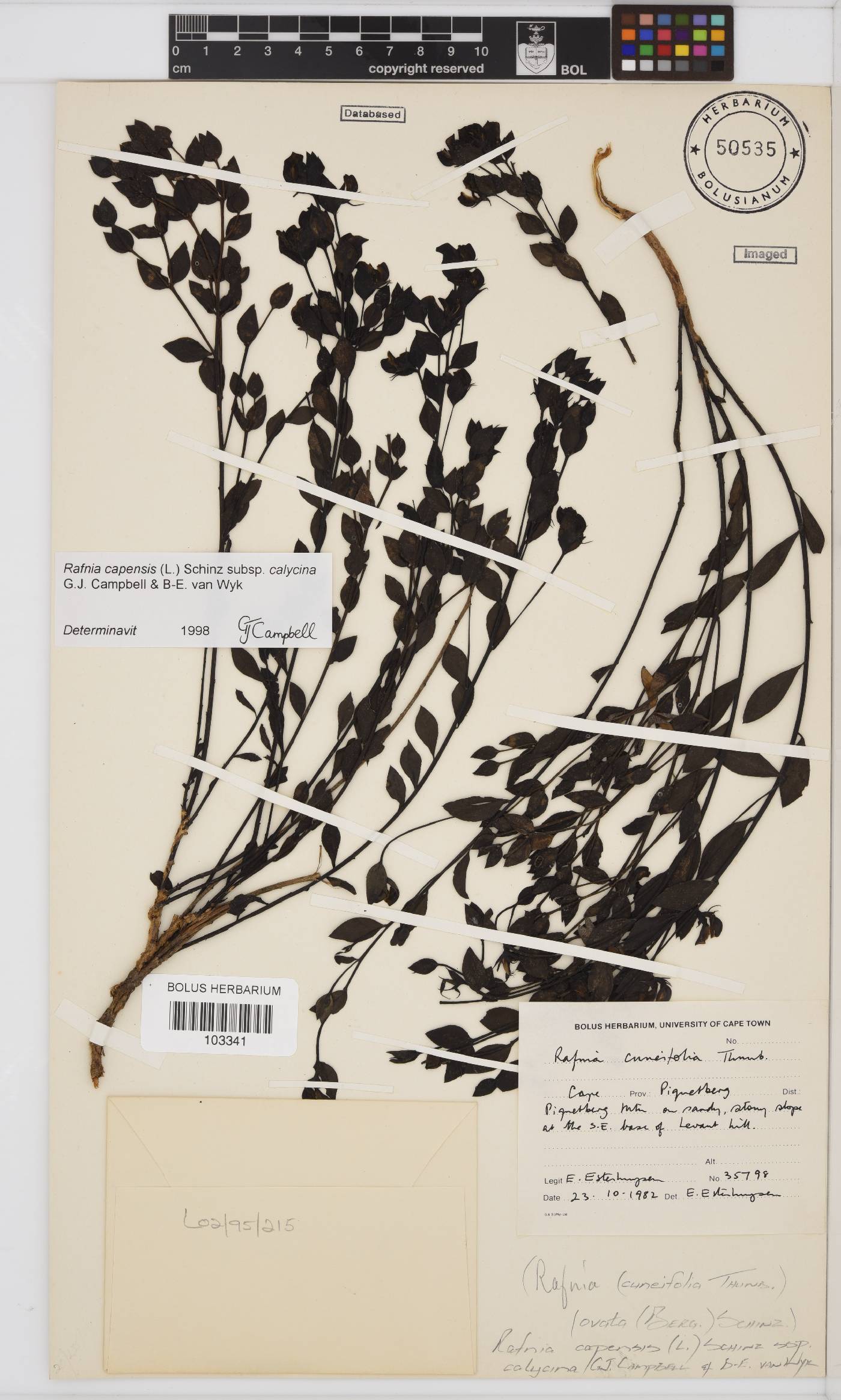 Rafnia capensis subsp. calycina image
