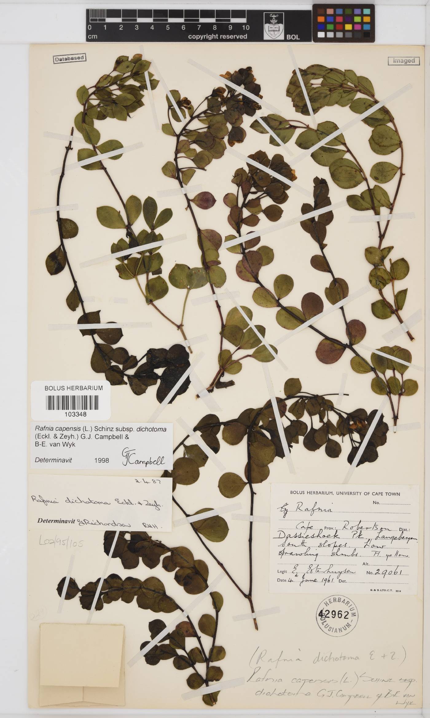 Rafnia capensis image