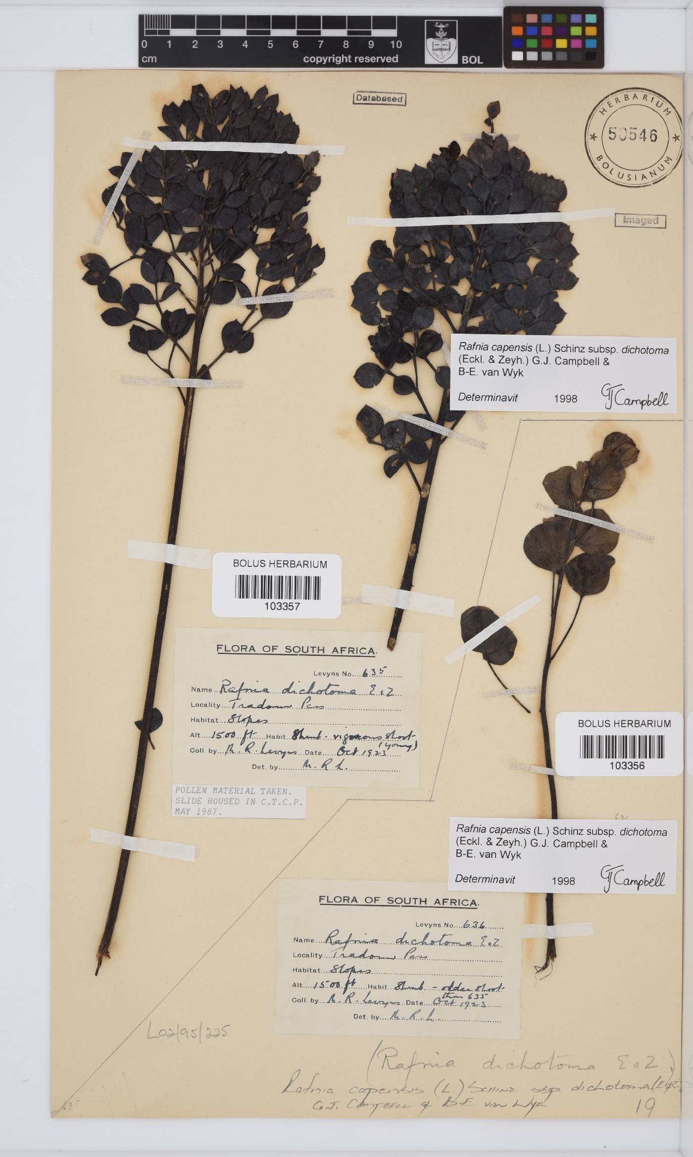 Rafnia capensis image