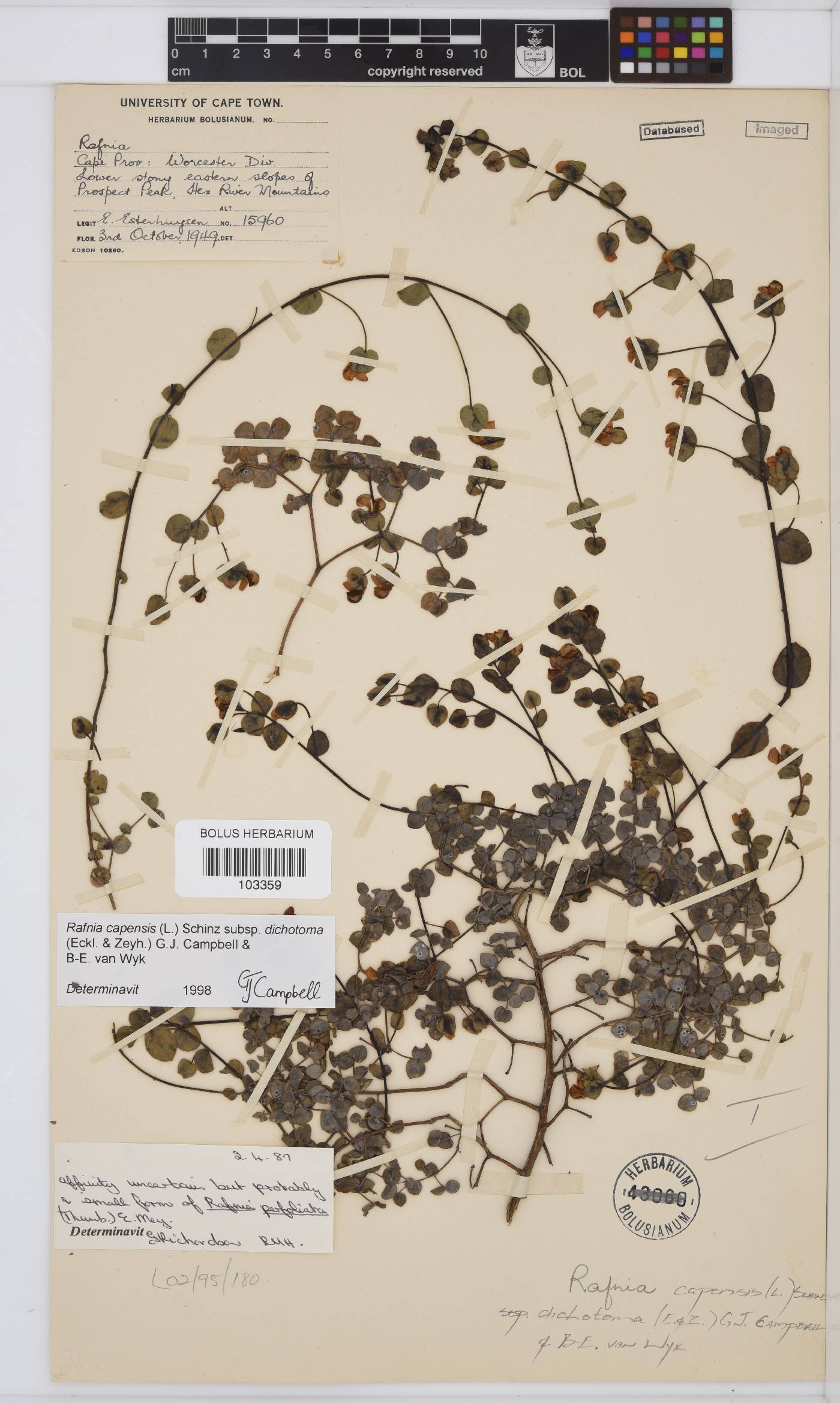 Rafnia capensis image