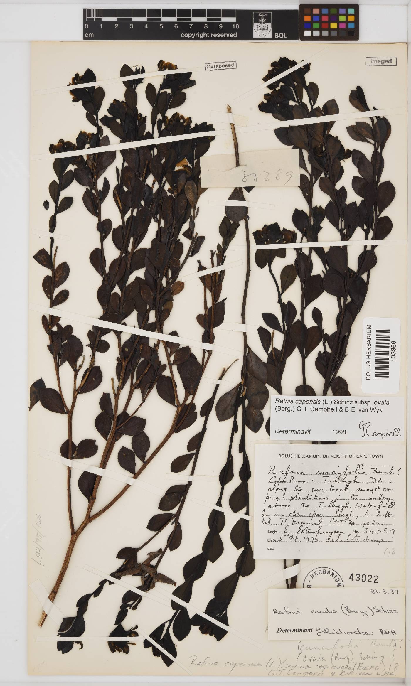 Rafnia capensis subsp. ovata image