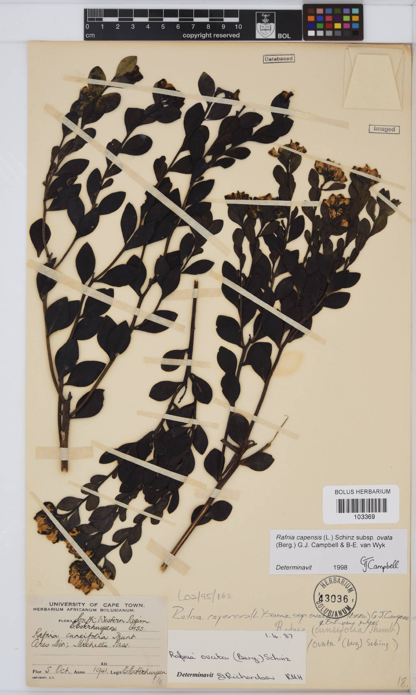 Rafnia capensis image