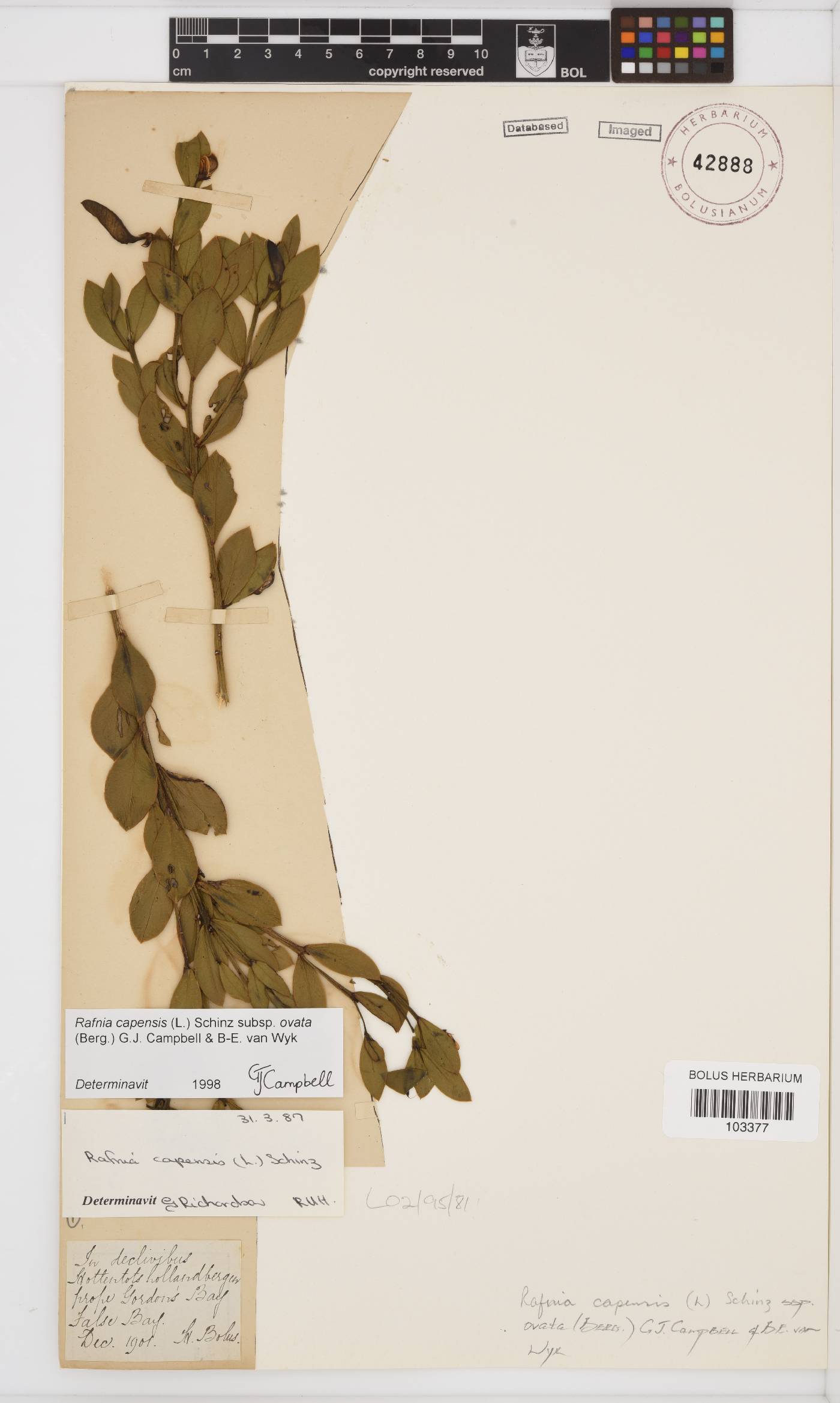 Rafnia capensis image