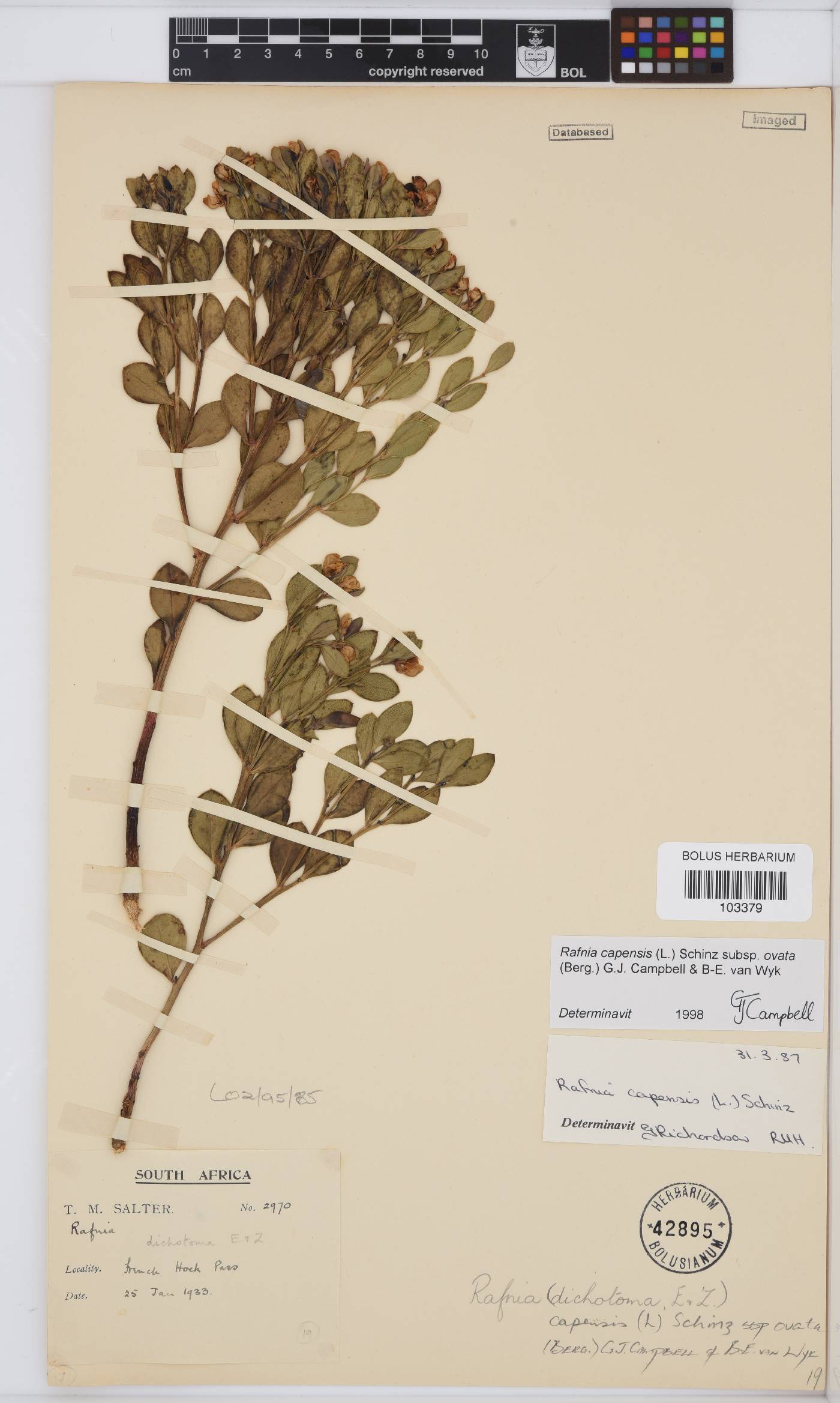 Rafnia capensis image