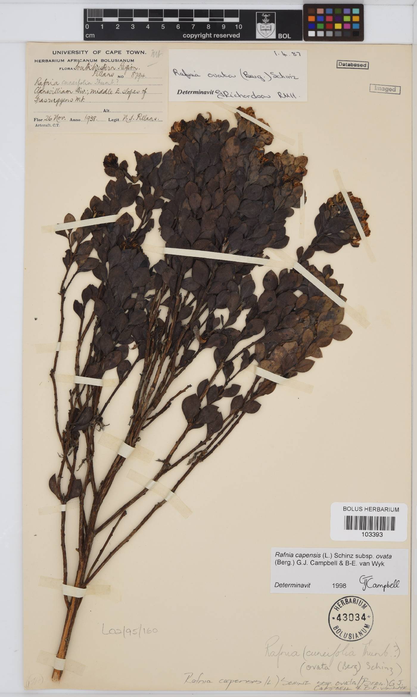 Rafnia capensis image