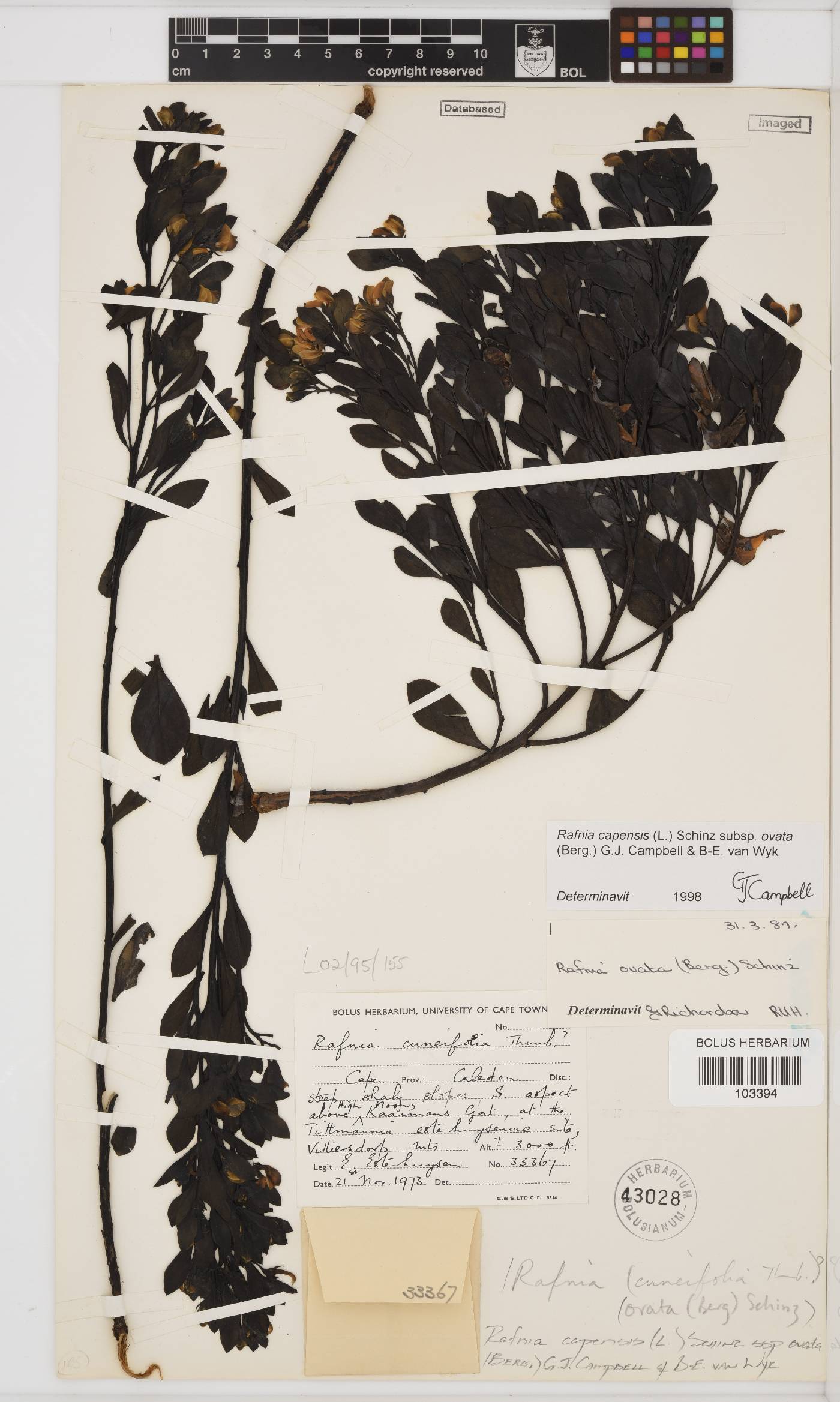 Rafnia capensis image