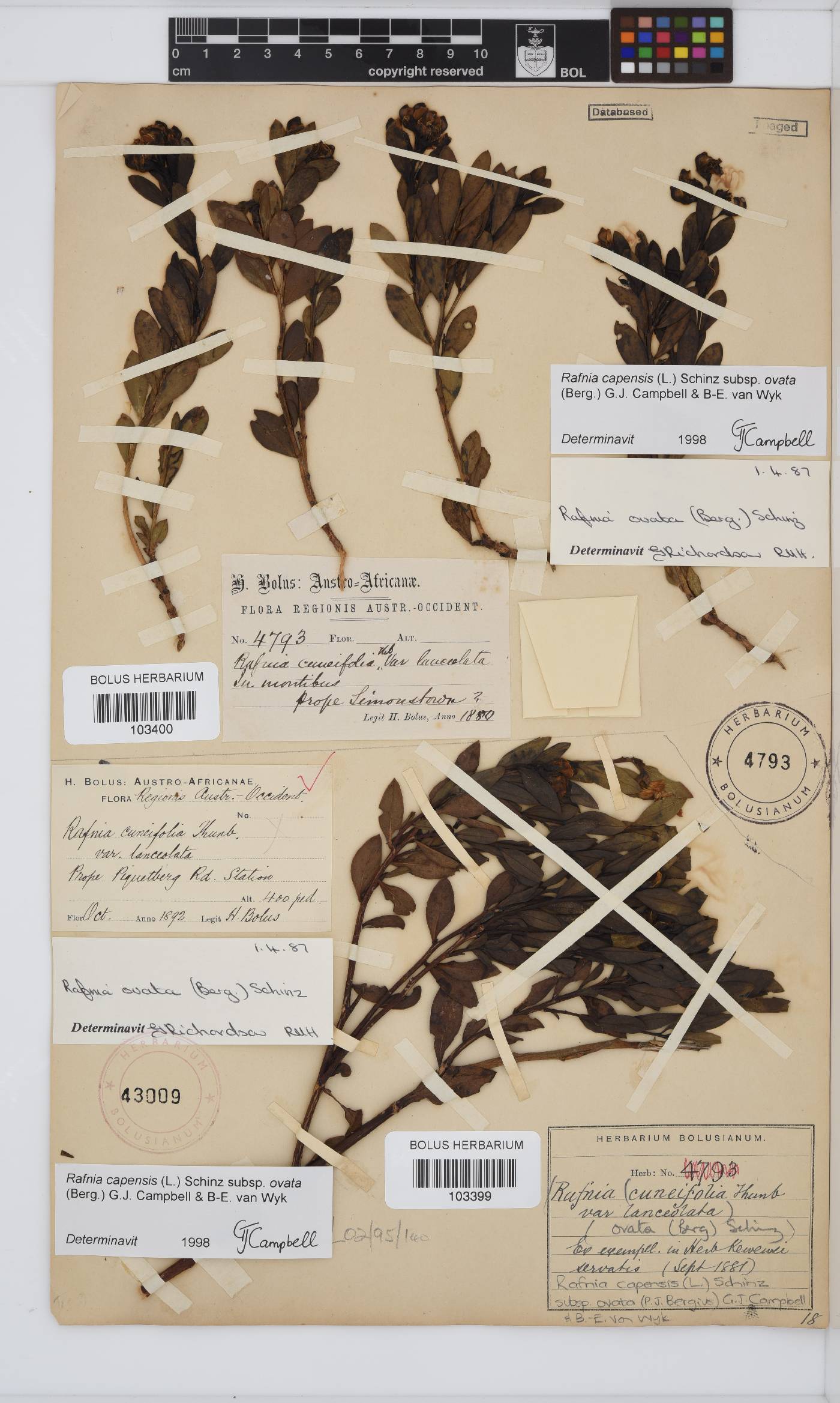 Rafnia capensis image