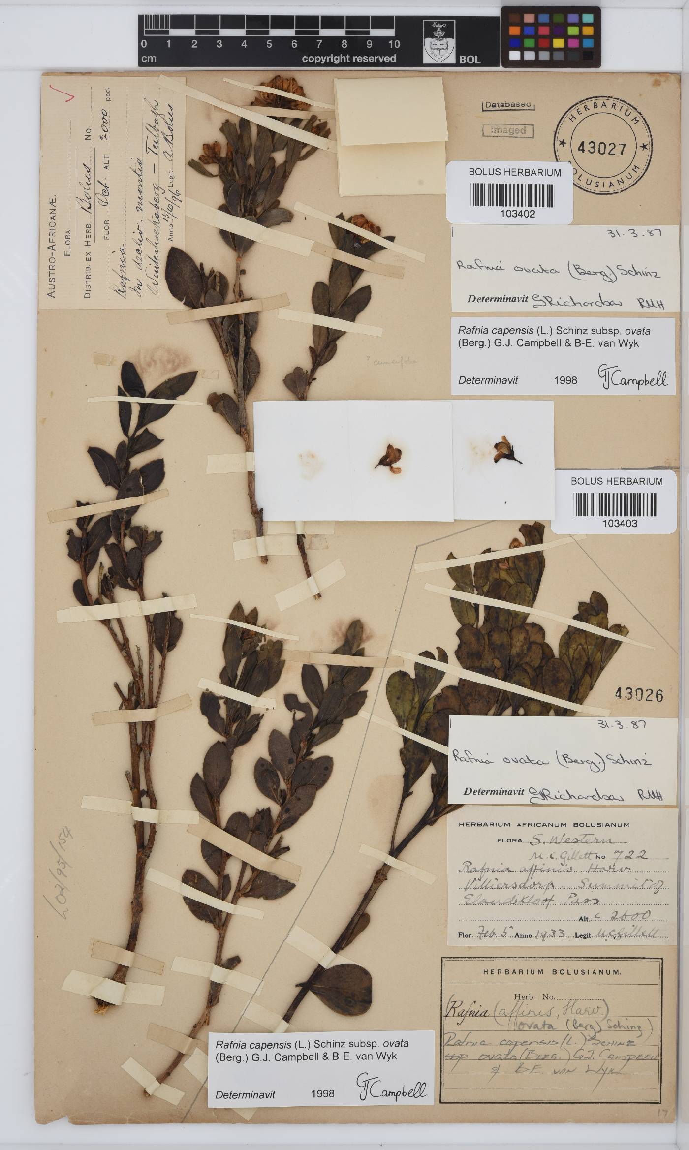 Rafnia capensis image