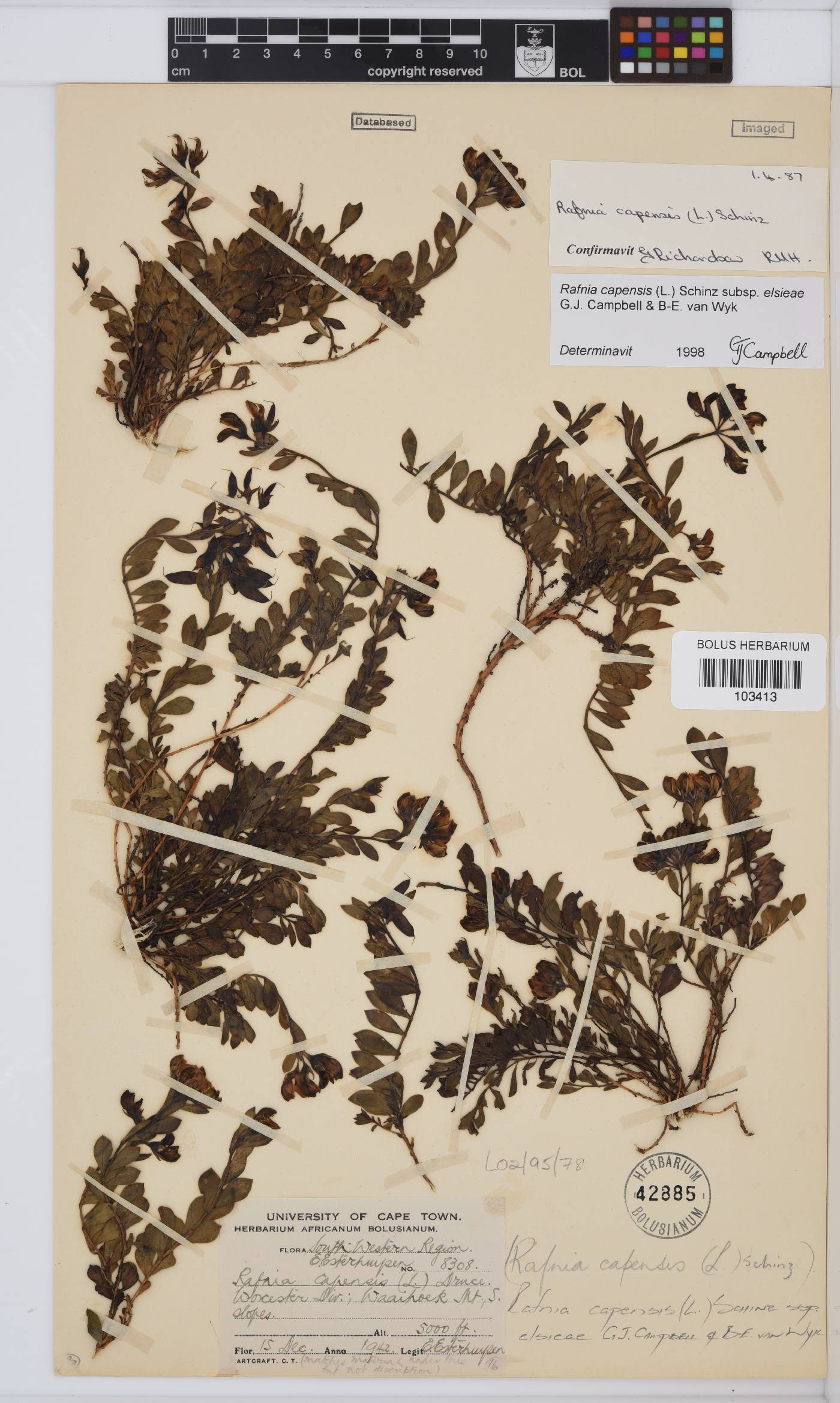 Rafnia capensis subsp. elsieae image