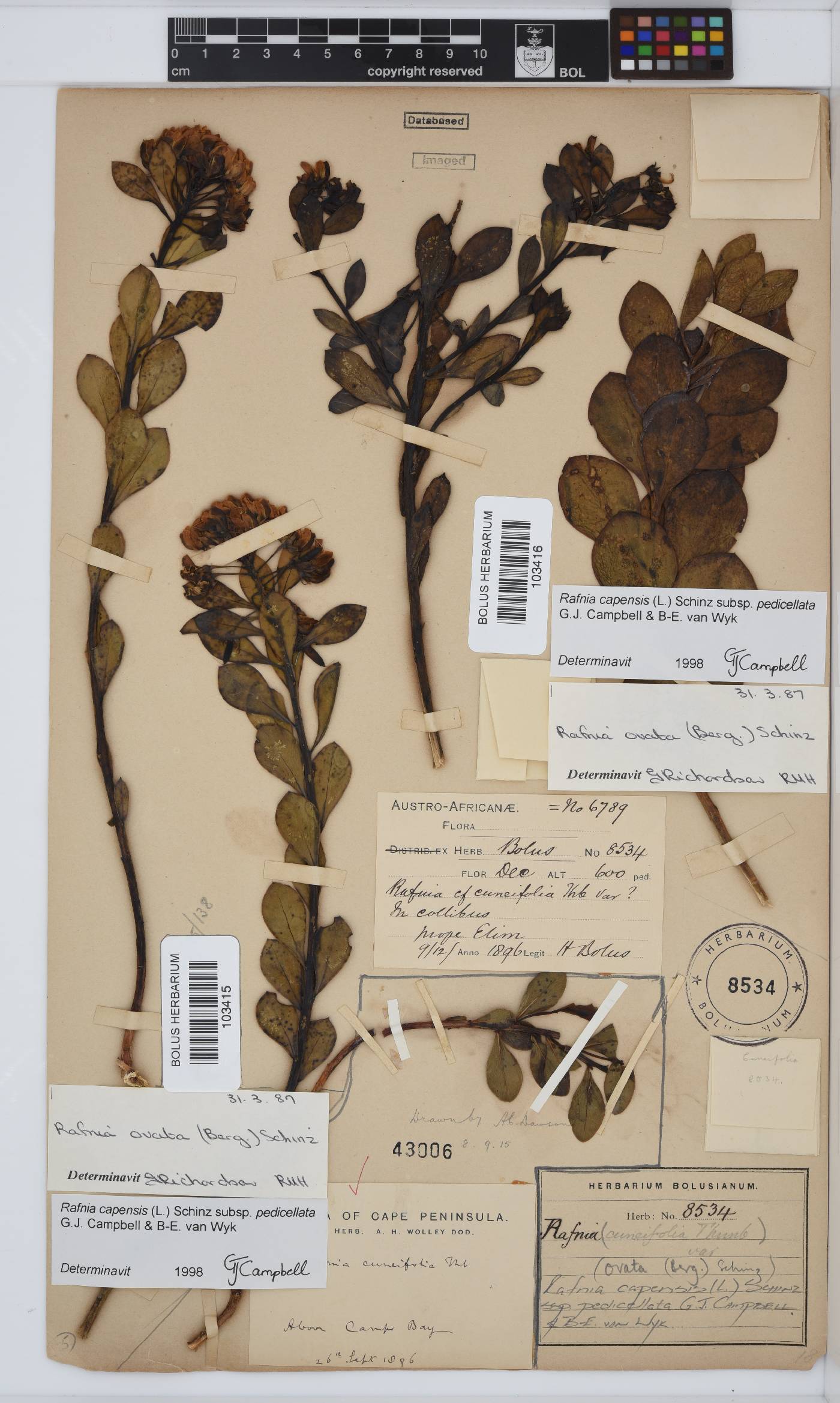 Rafnia capensis image