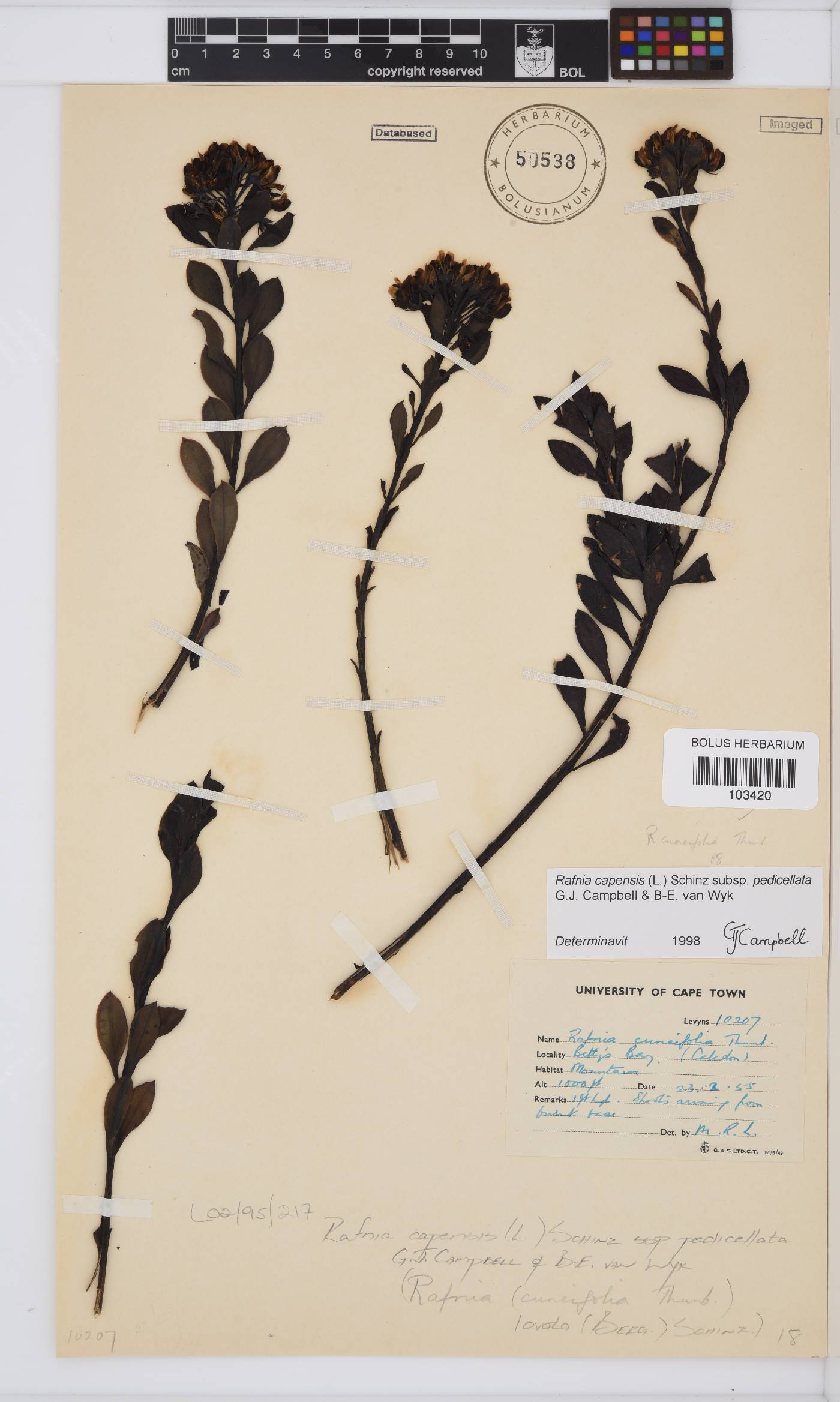 Rafnia capensis image