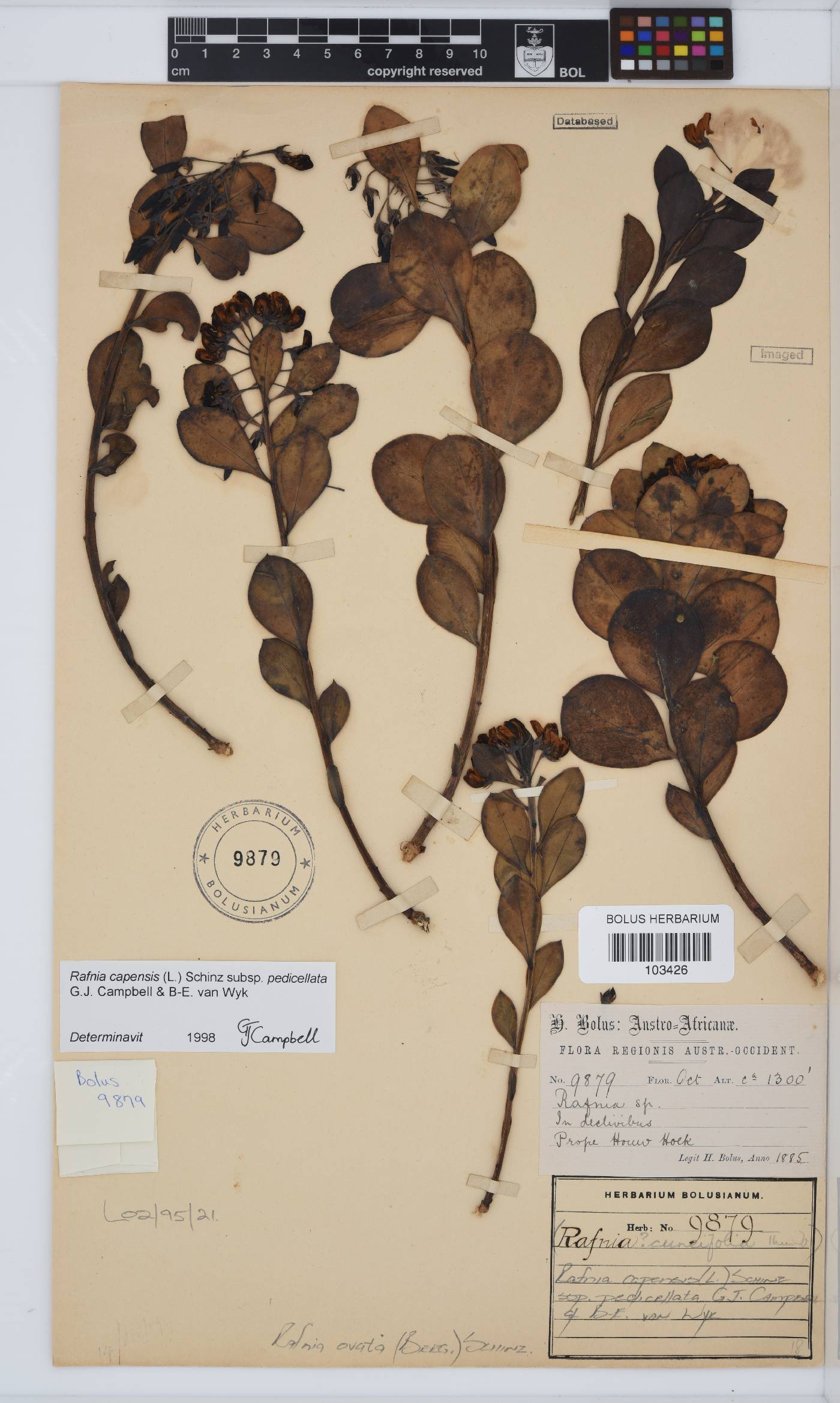 Rafnia capensis image