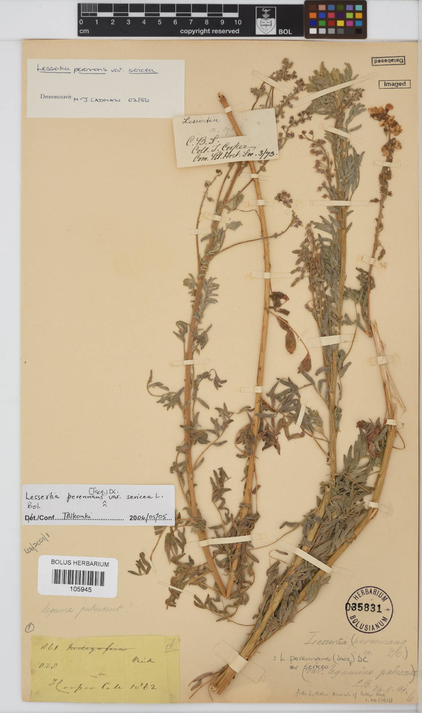 Lessertia perennans image