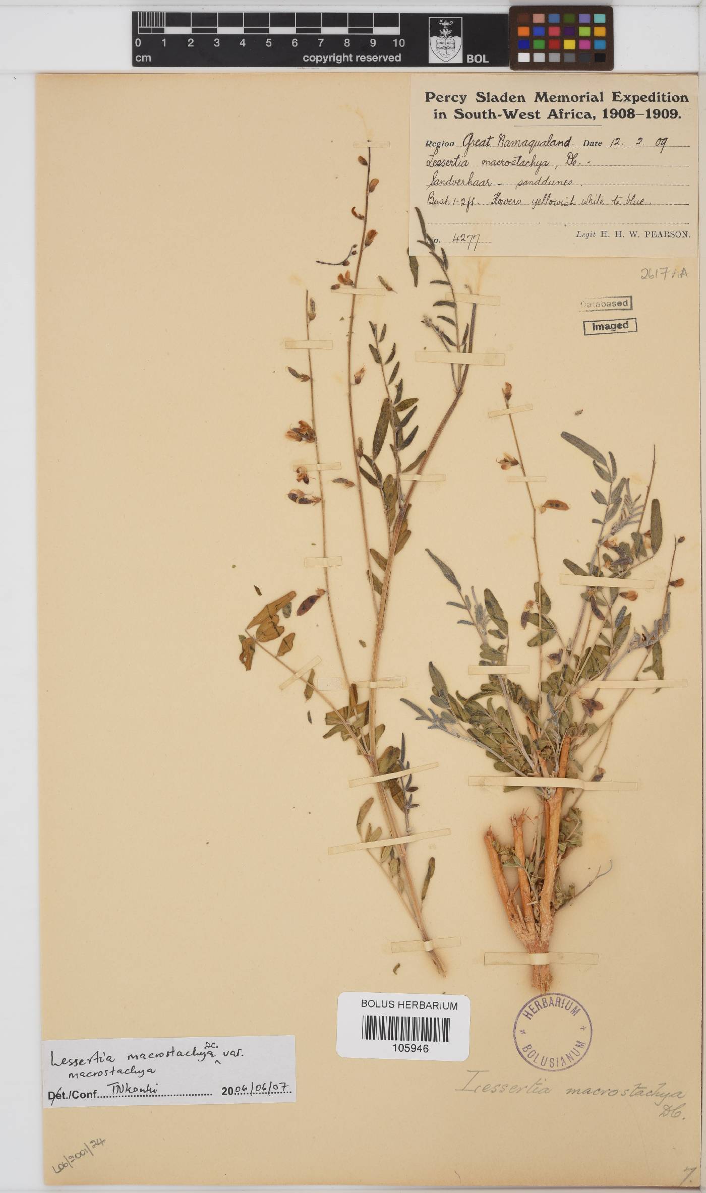 Lessertia macrostachya image