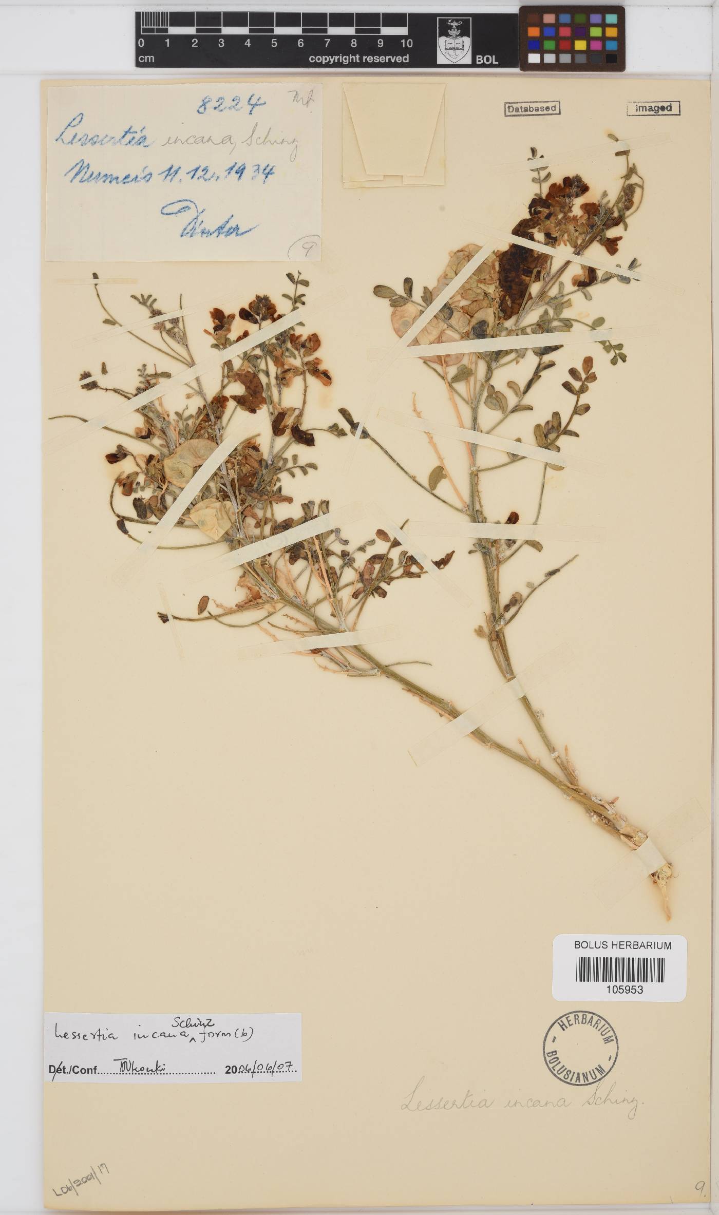Lessertia incana image