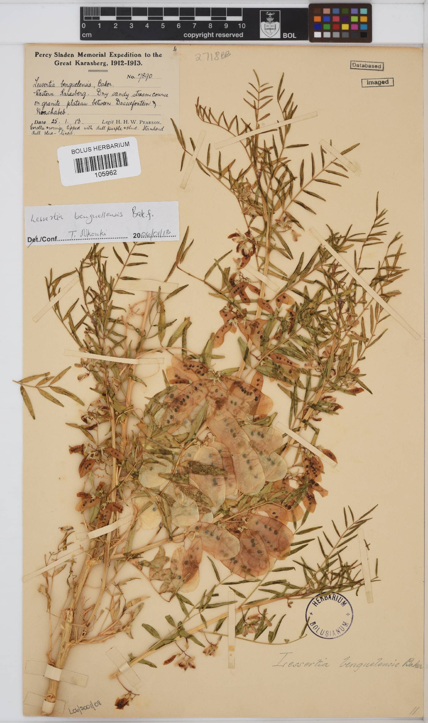 Lessertia benguellensis image