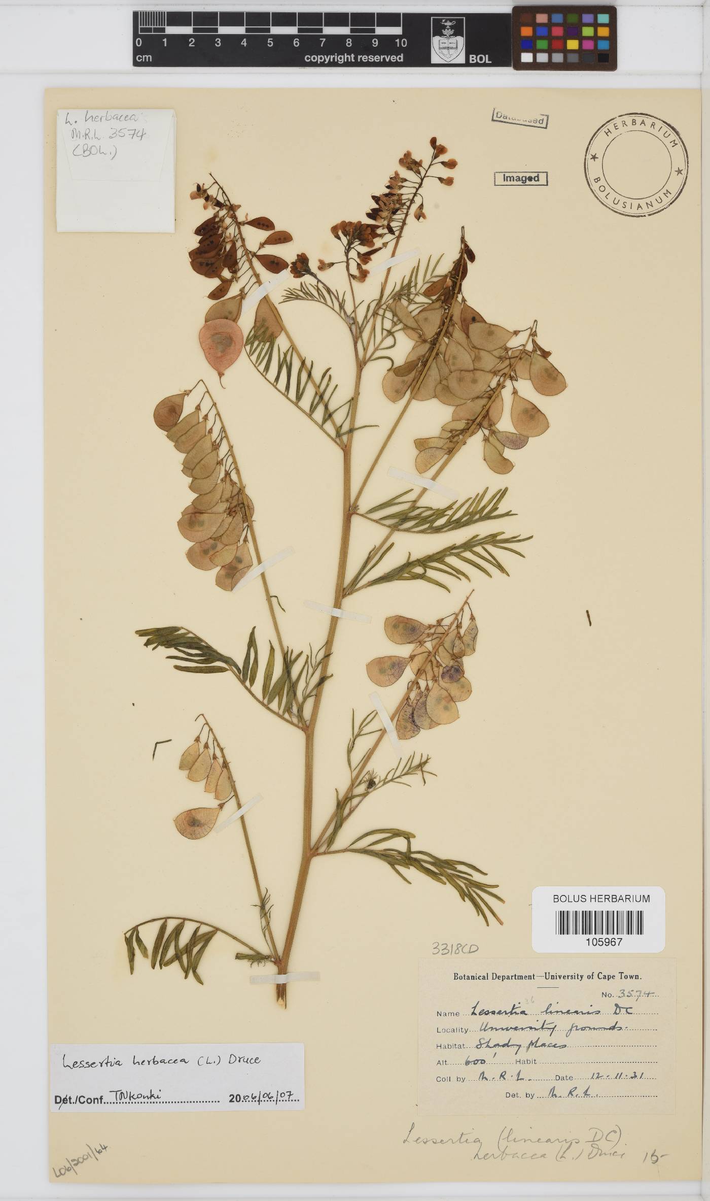 Lessertia herbacea image