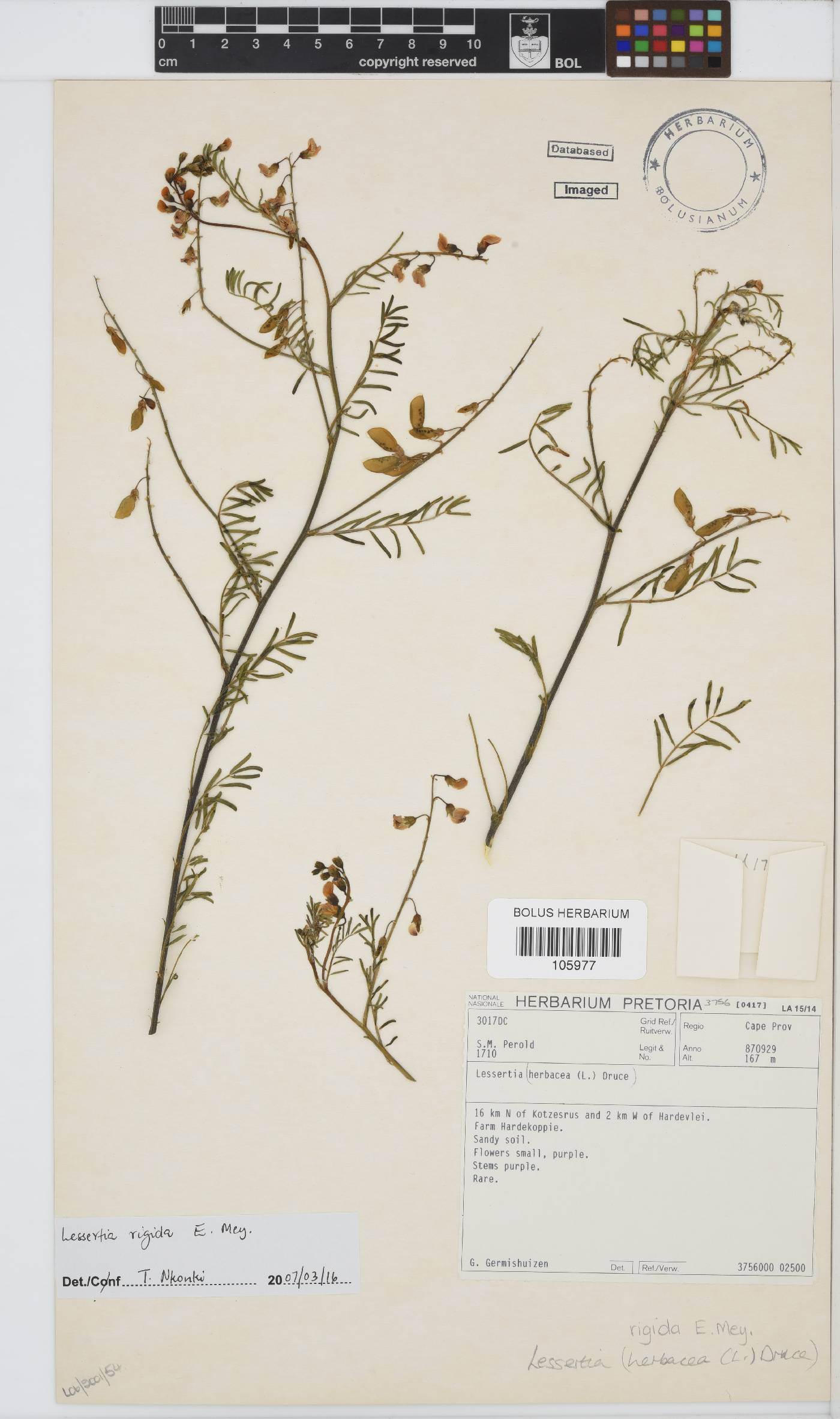 Lessertia rigida image