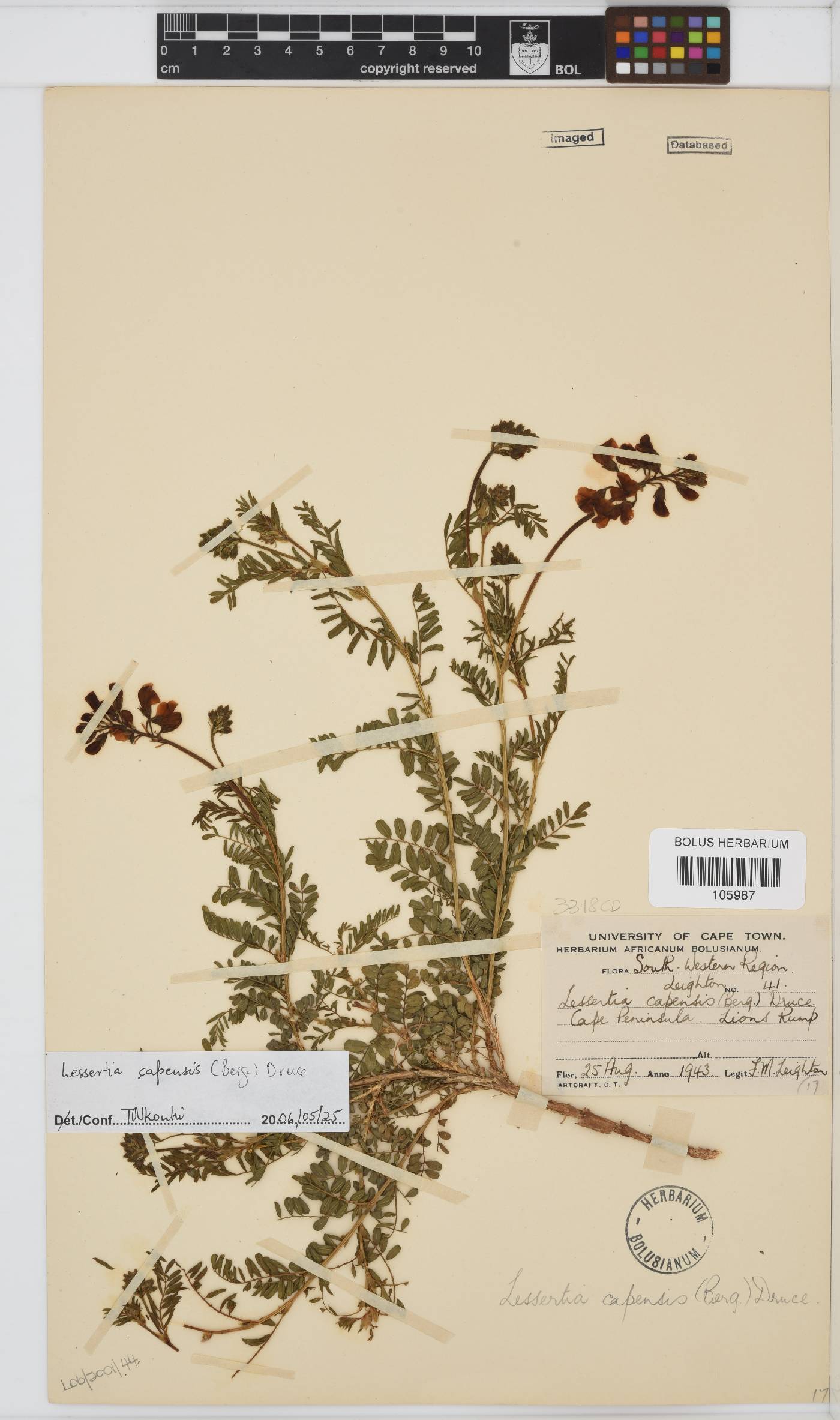 Lessertia capensis image