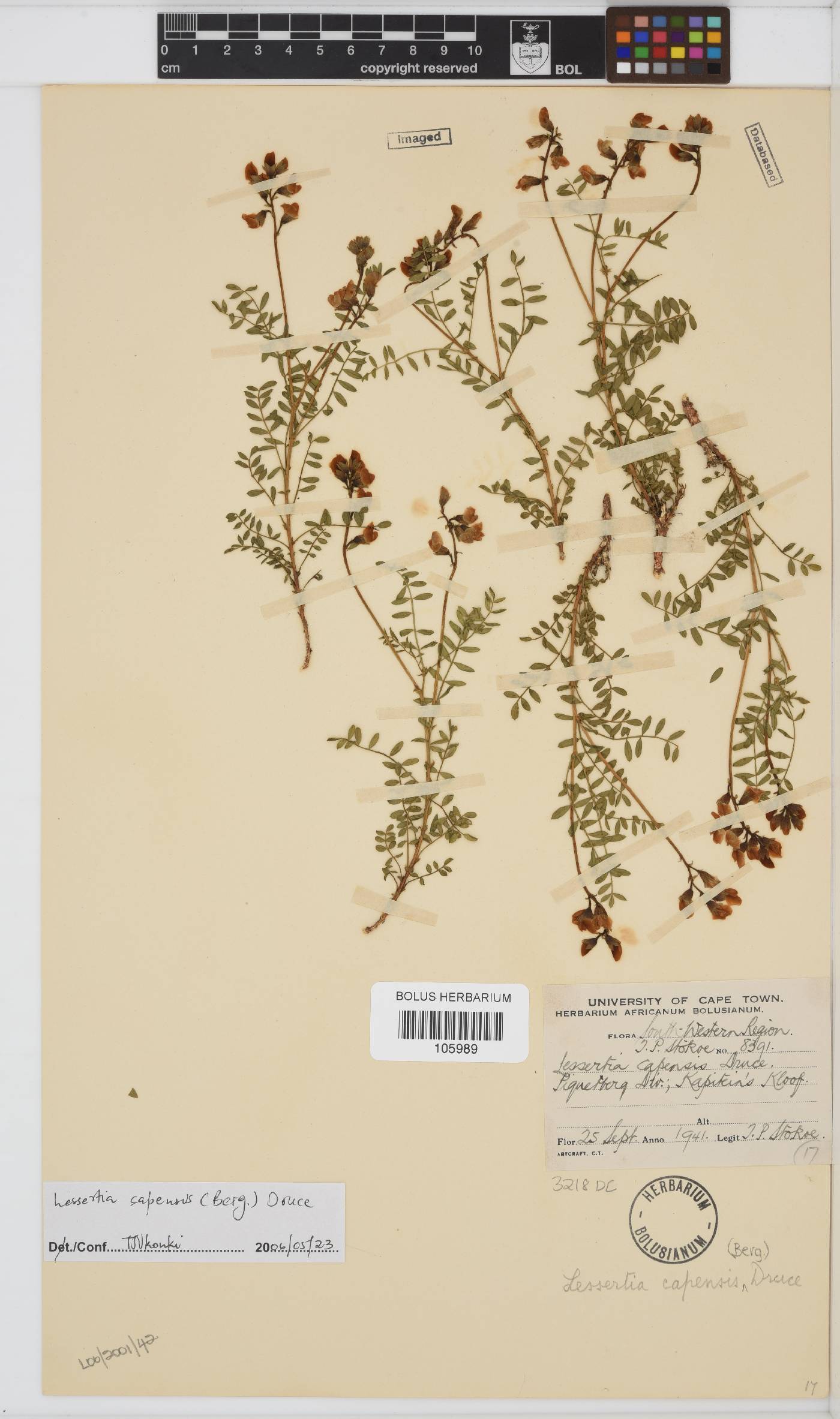 Lessertia capensis image