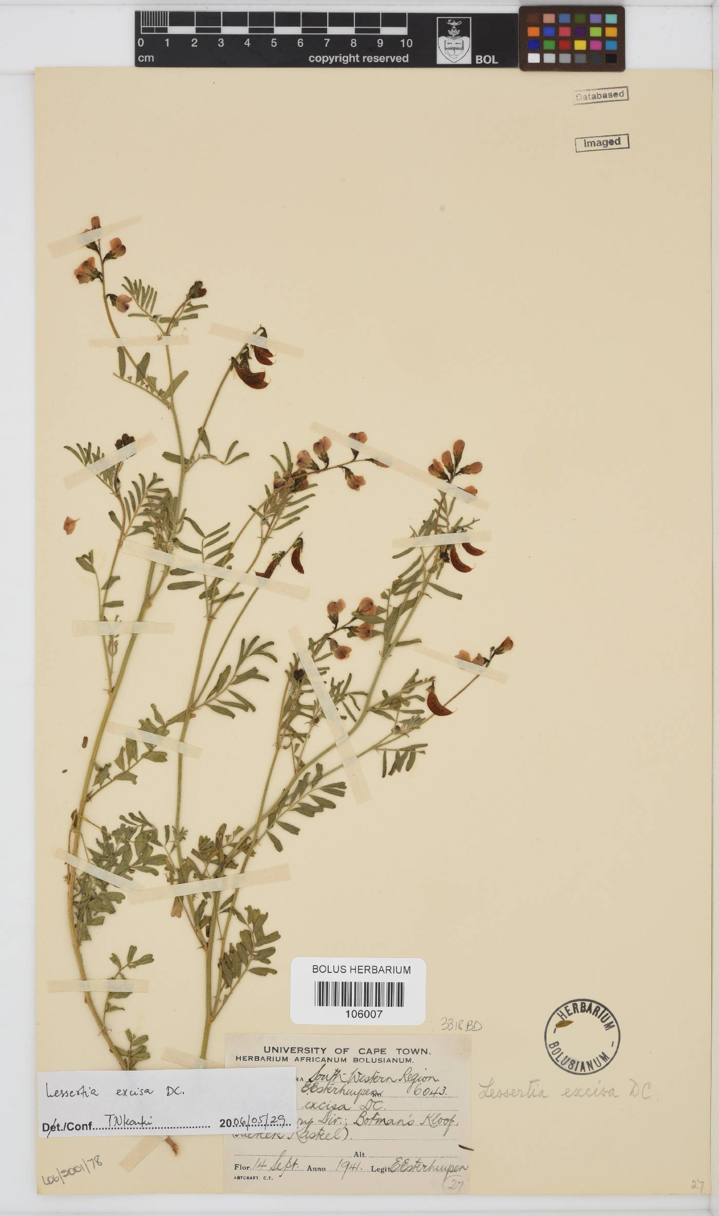 Lessertia excisa image