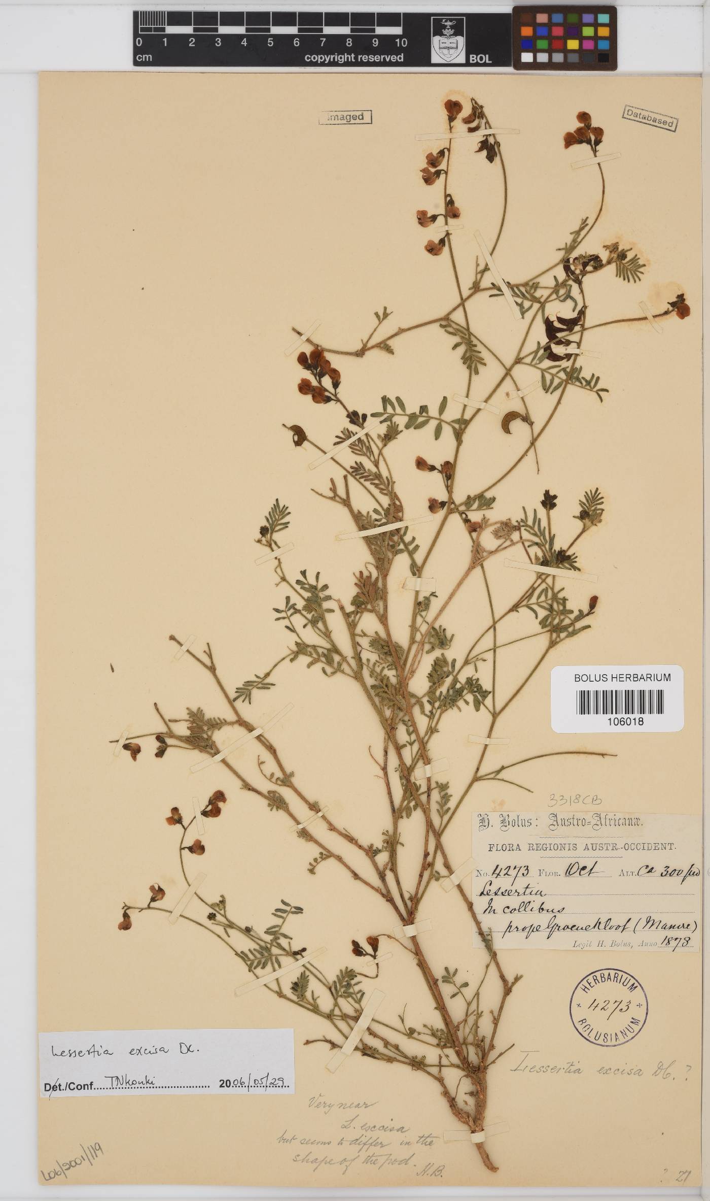 Lessertia excisa image
