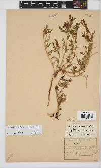 Lessertia affinis image