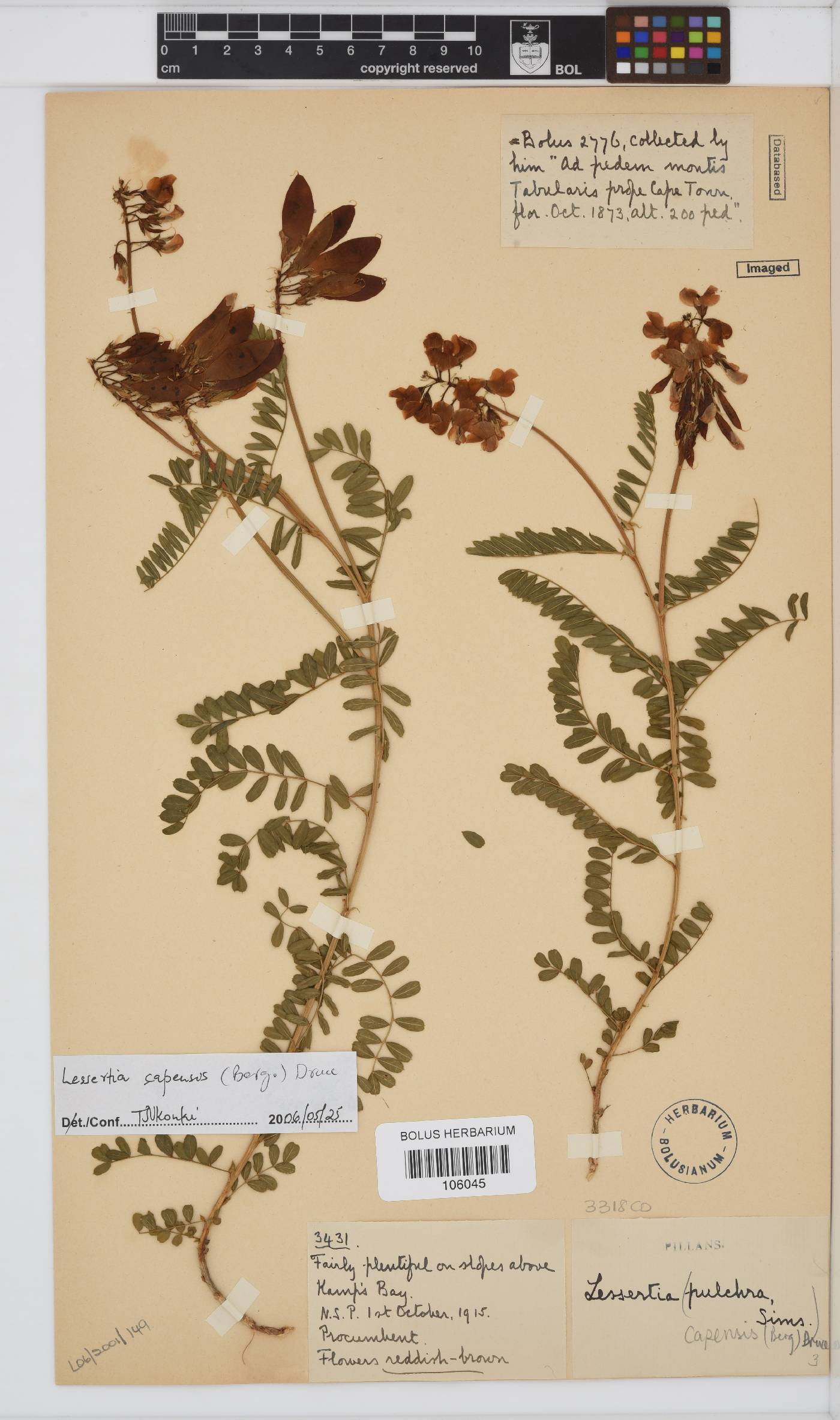 Lessertia capensis image