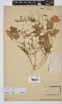 Lessertia pauciflora var. schlechteri image