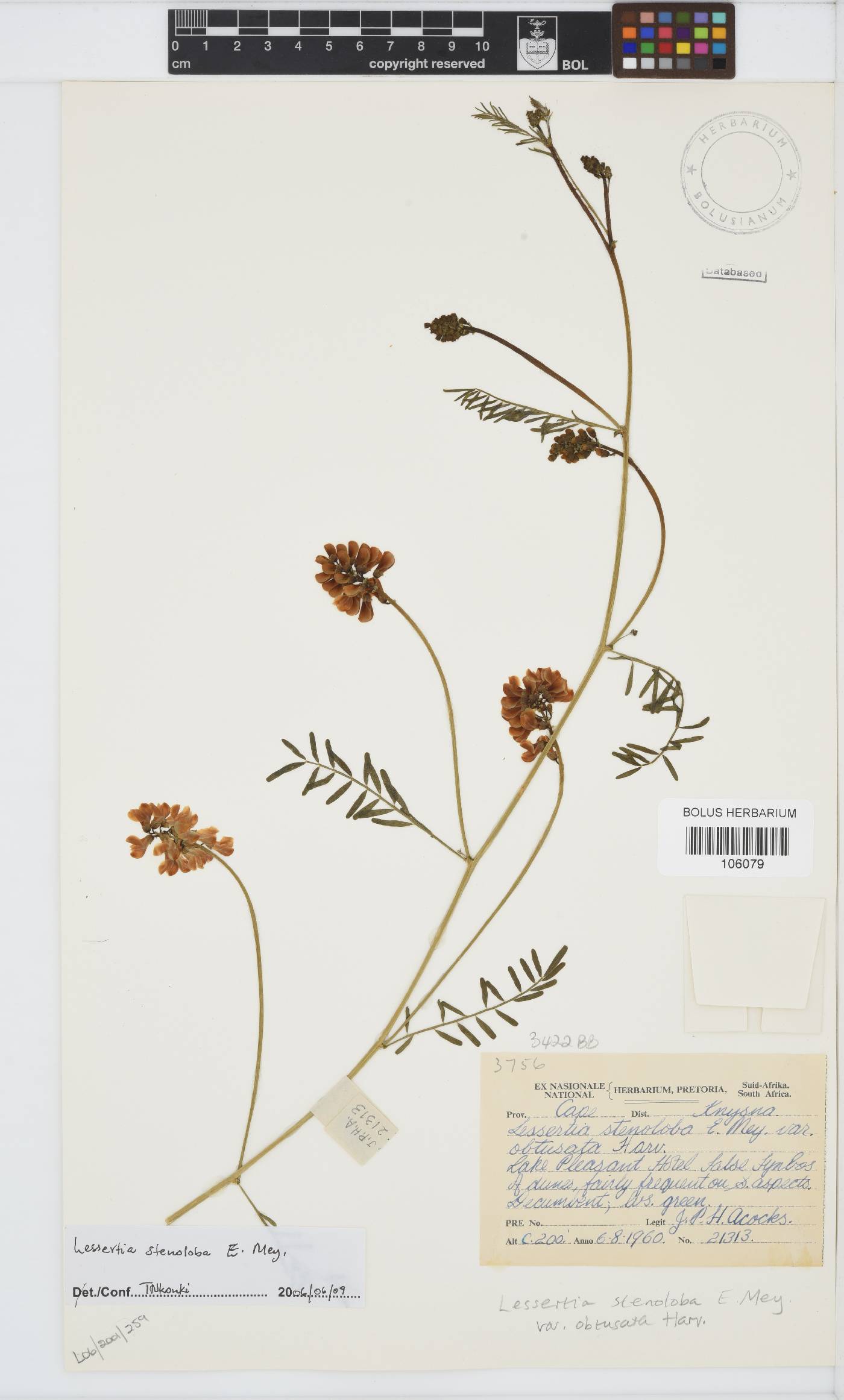 Lessertia stenoloba image
