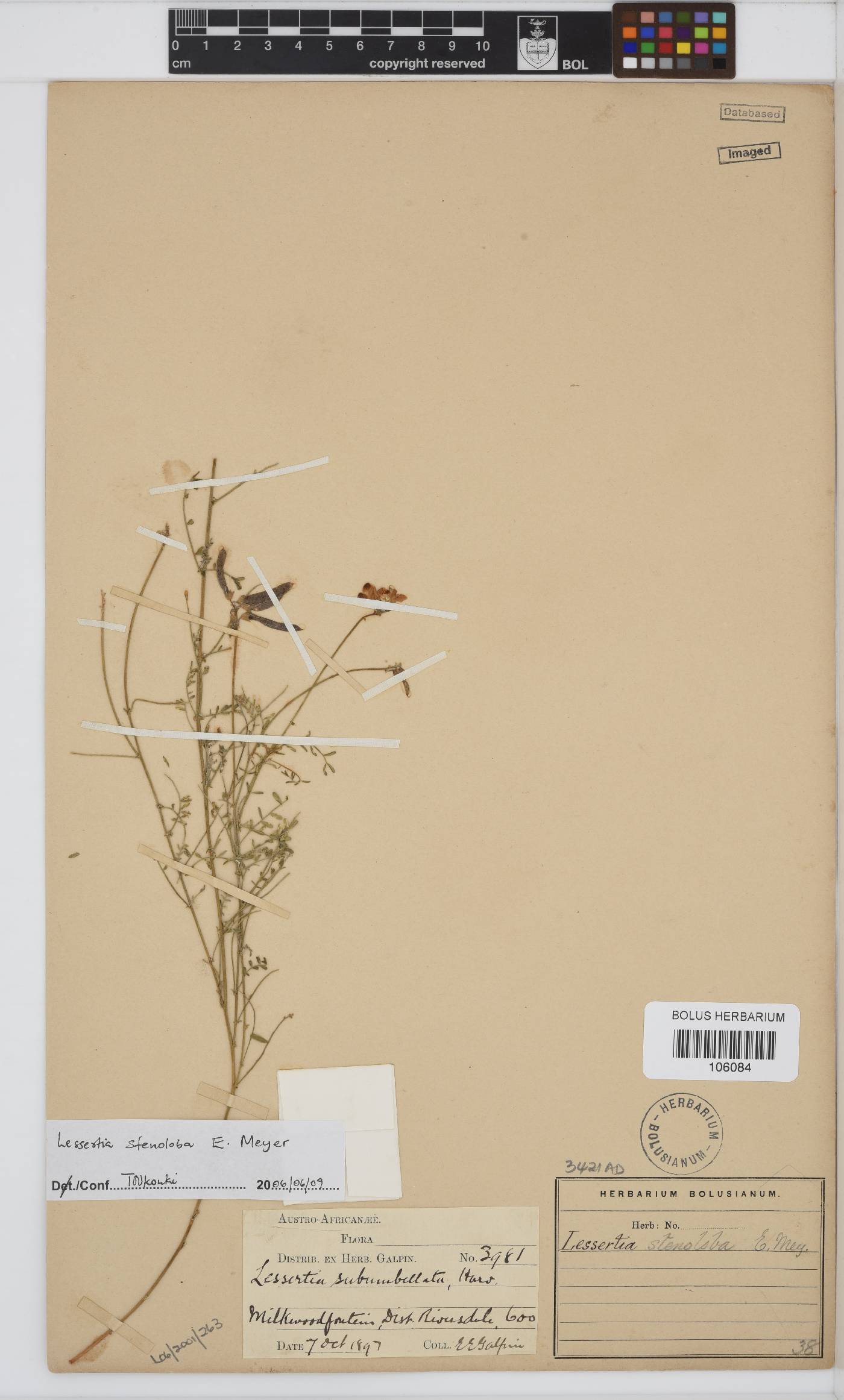Lessertia stenoloba image