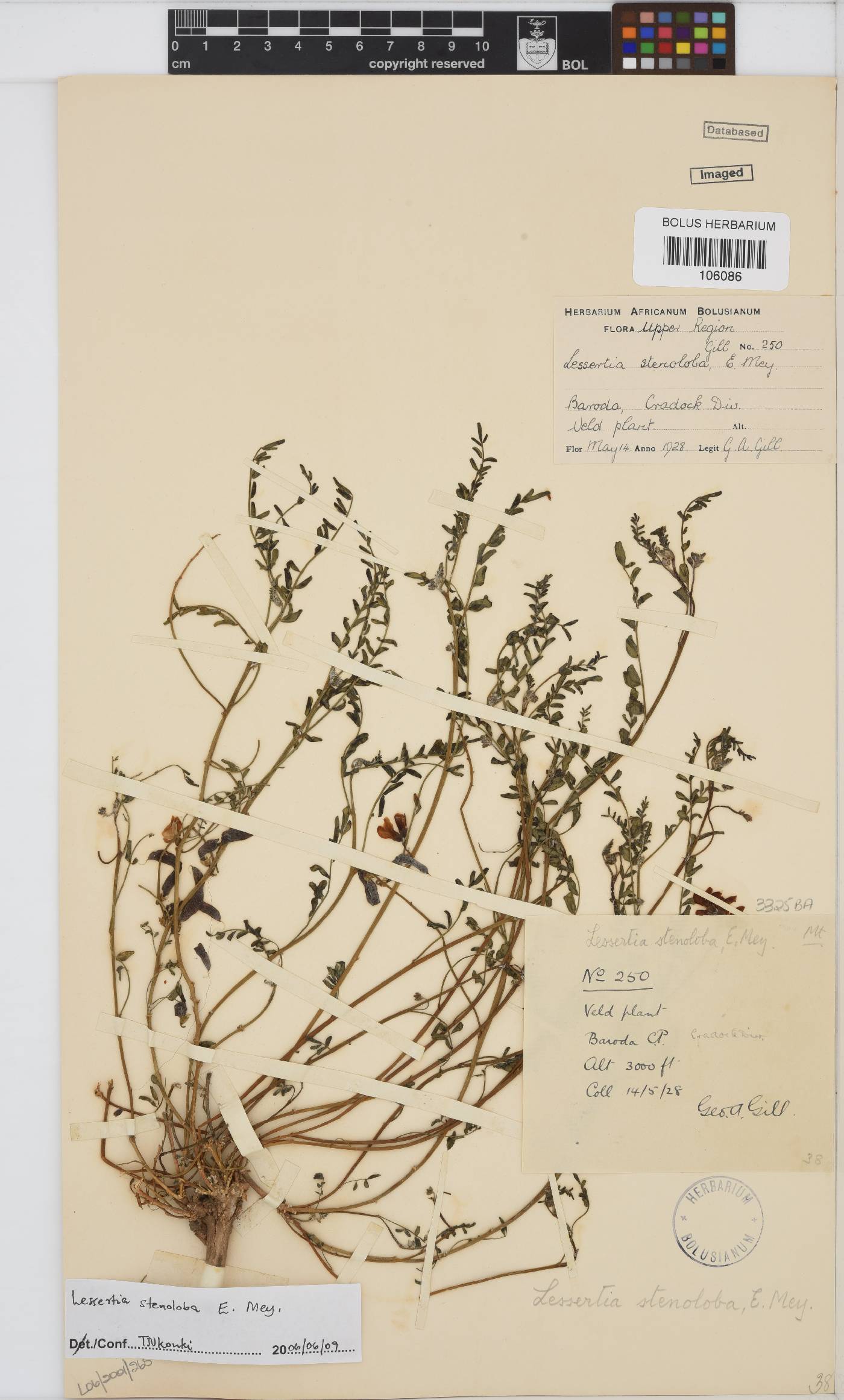 Lessertia image