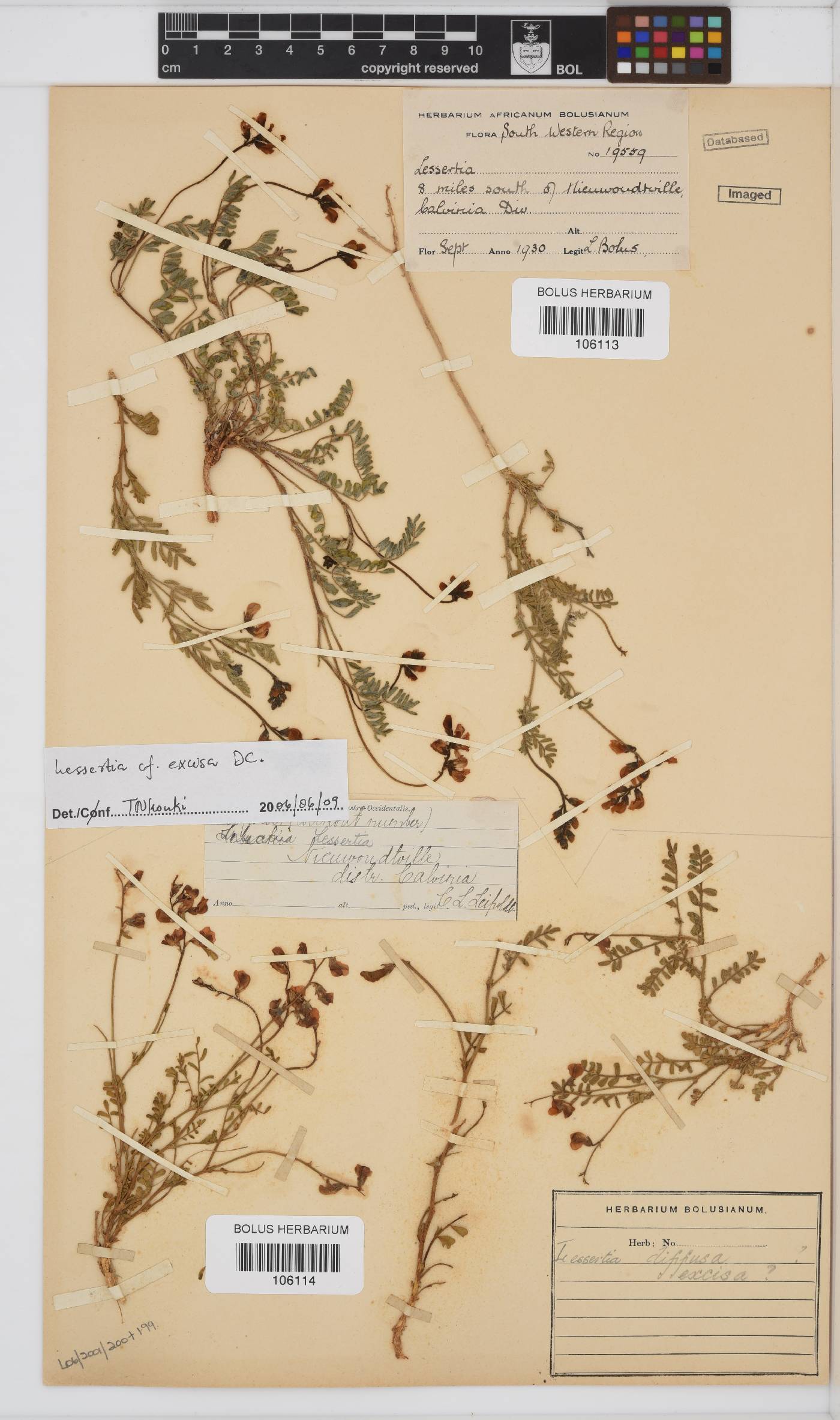 Lessertia excisa image