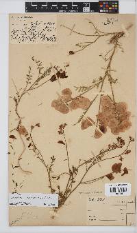 Lessertia herbacea image