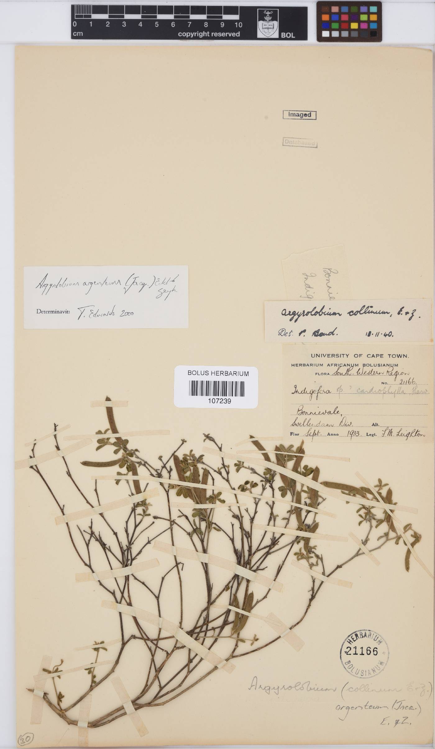 Argyrolobium image