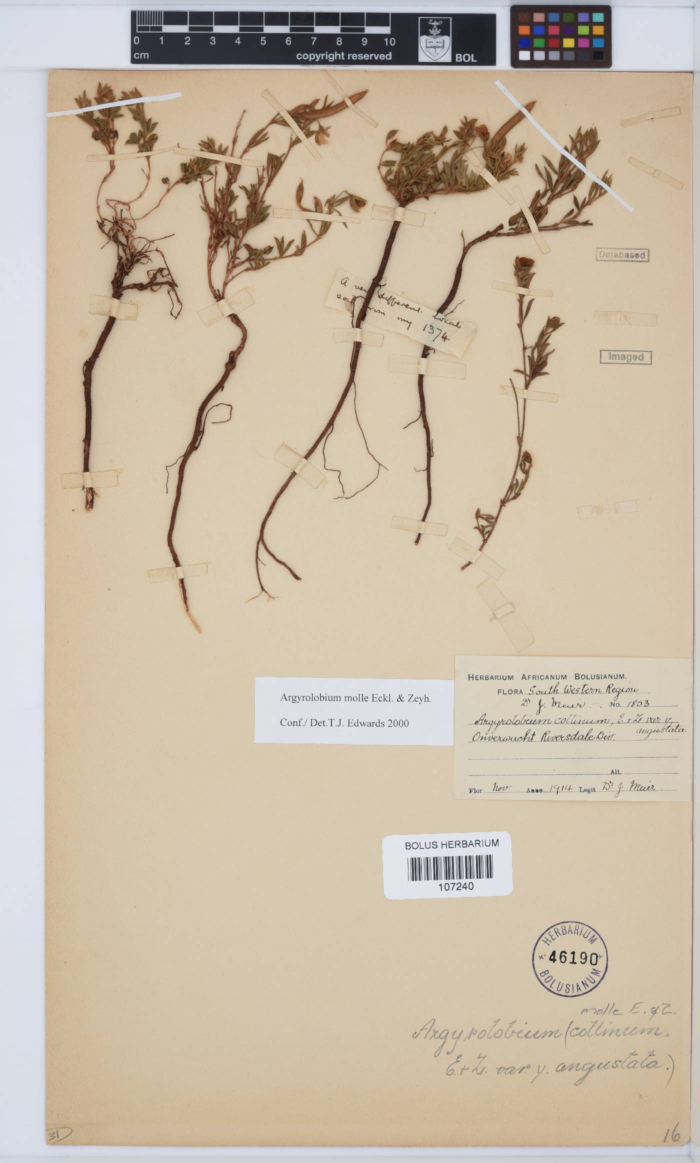 Argyrolobium molle image