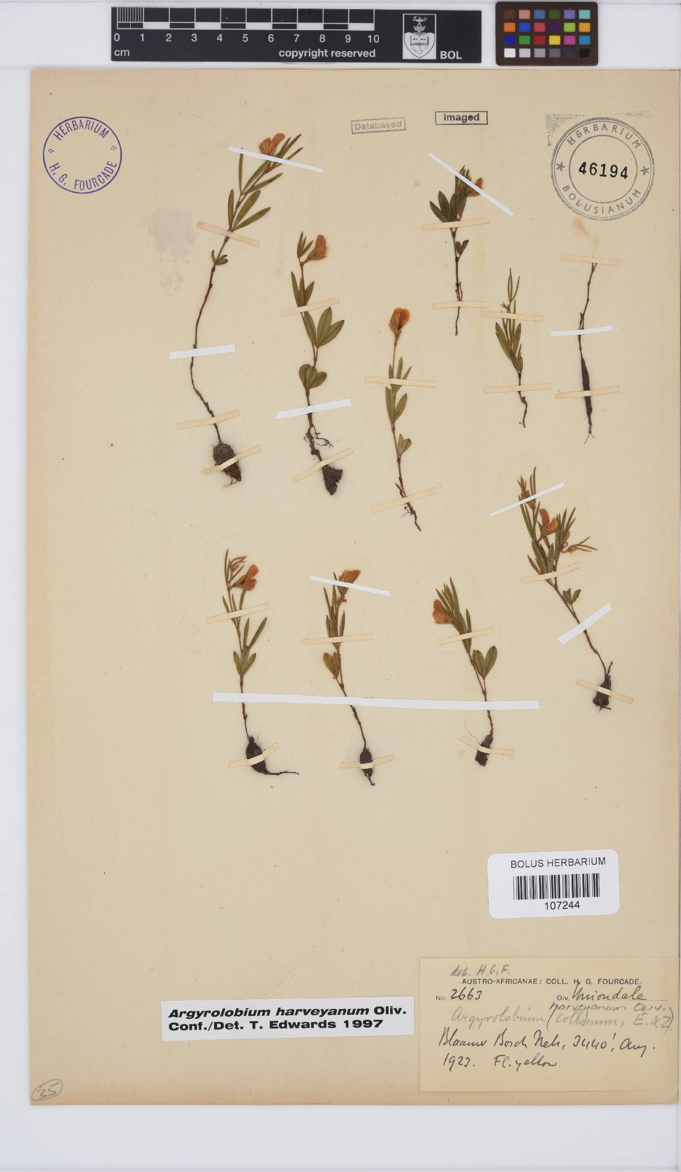 Argyrolobium harveyanum image