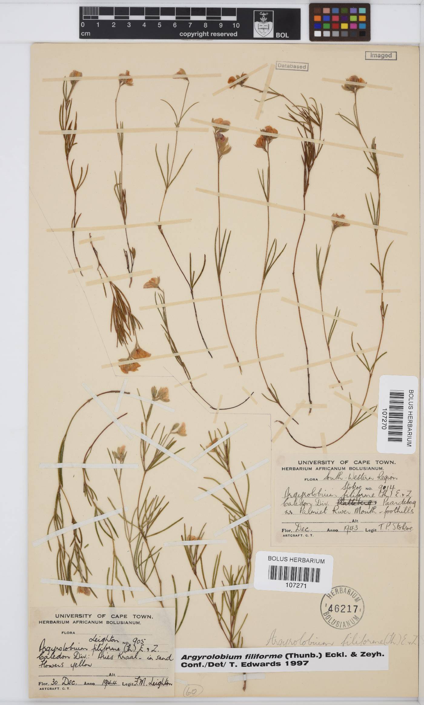 Argyrolobium filiforme image