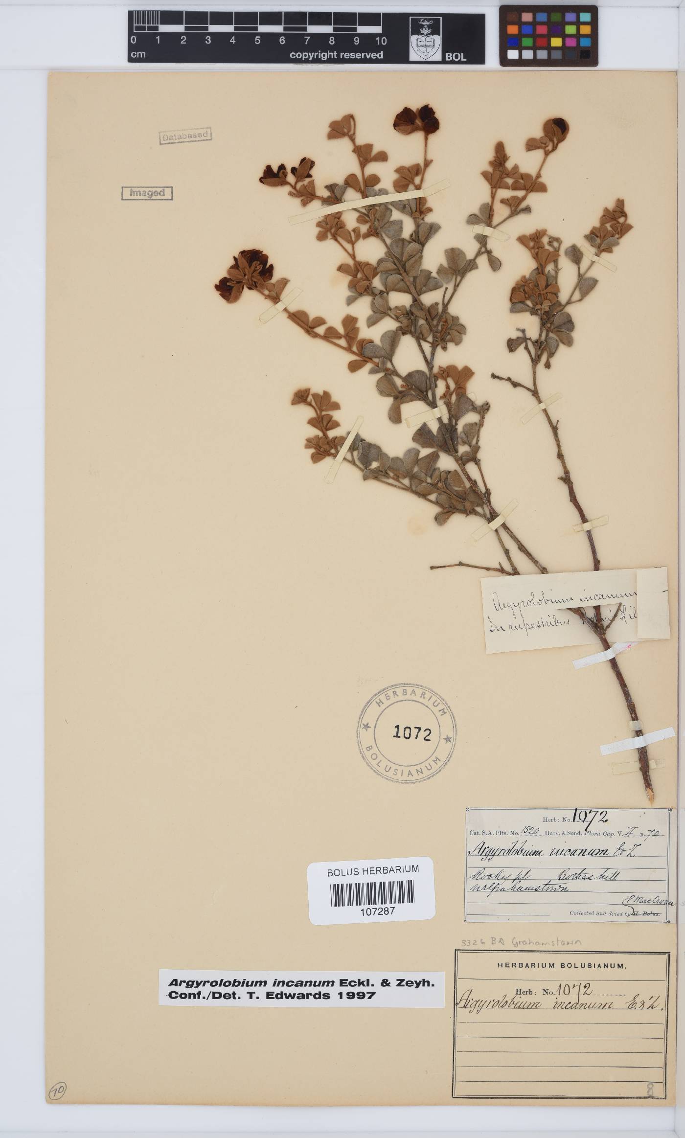Argyrolobium incanum image