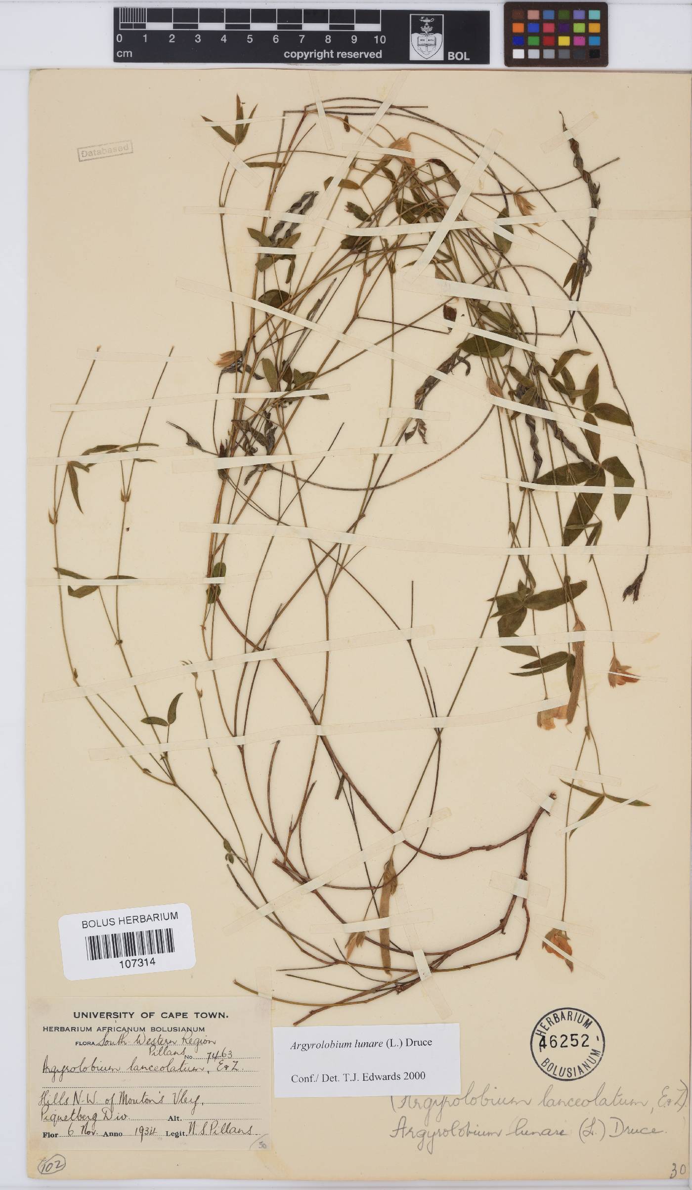 Argyrolobium lunare image