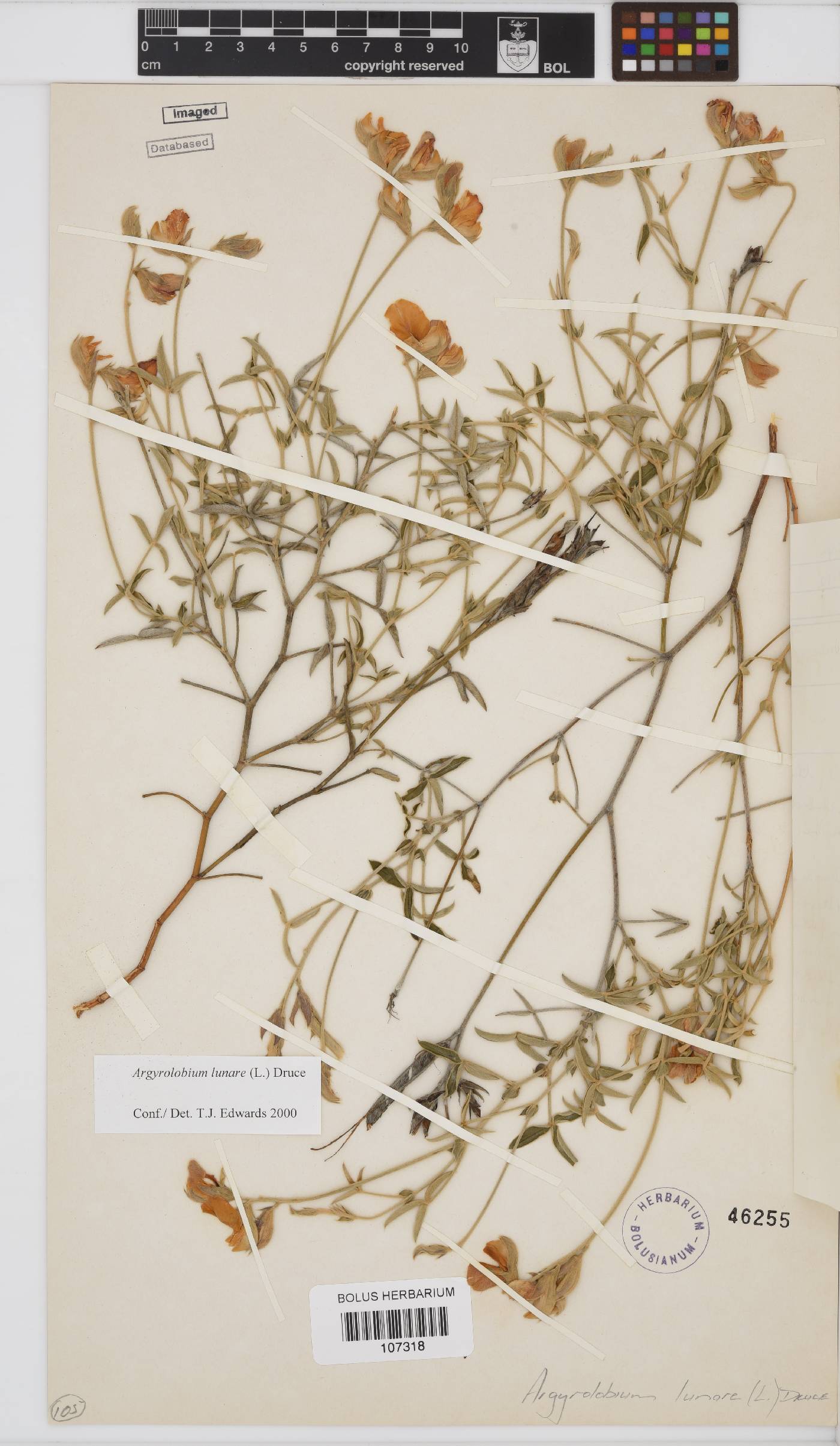 Argyrolobium lunare image