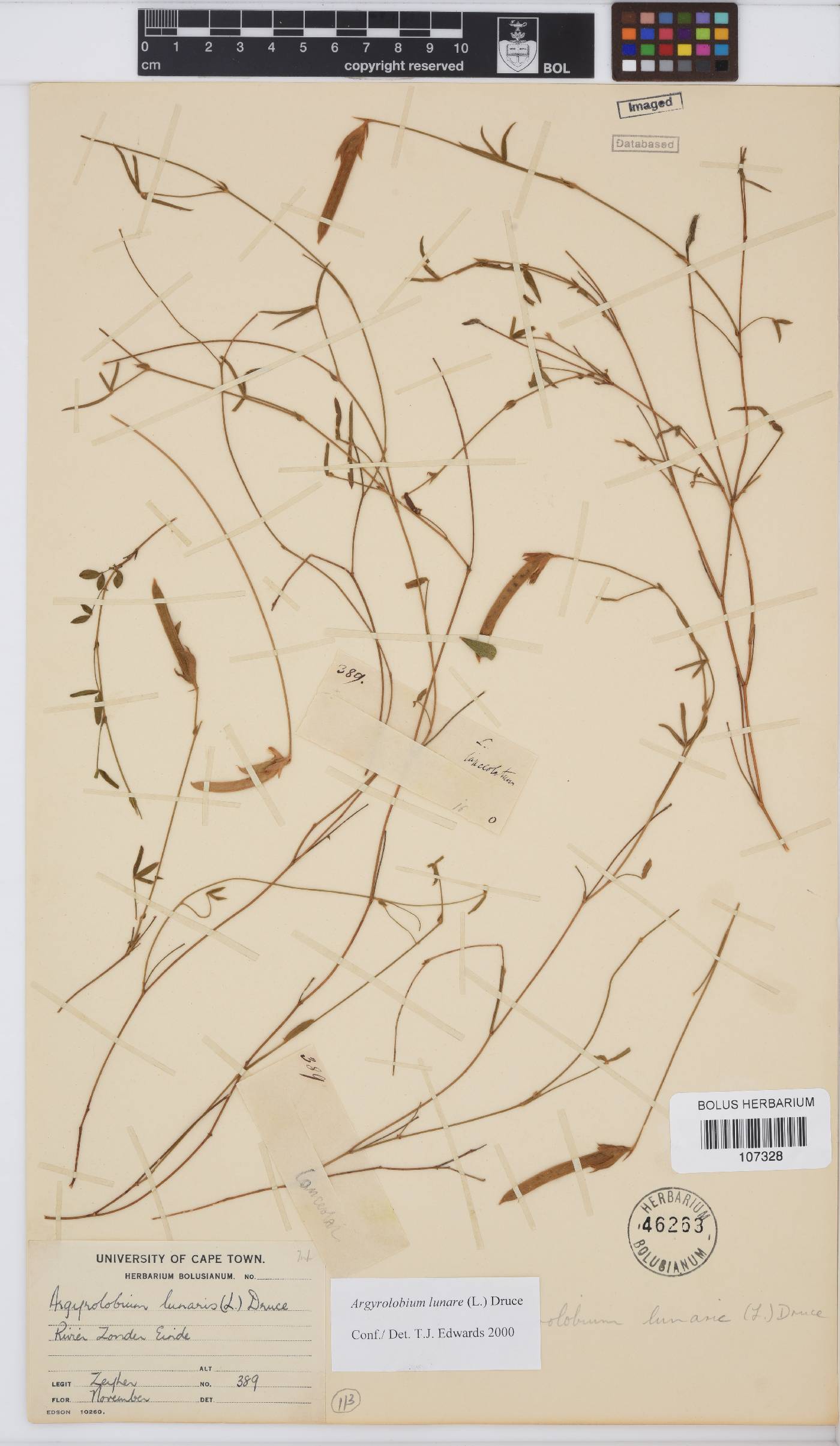 Argyrolobium lunare image