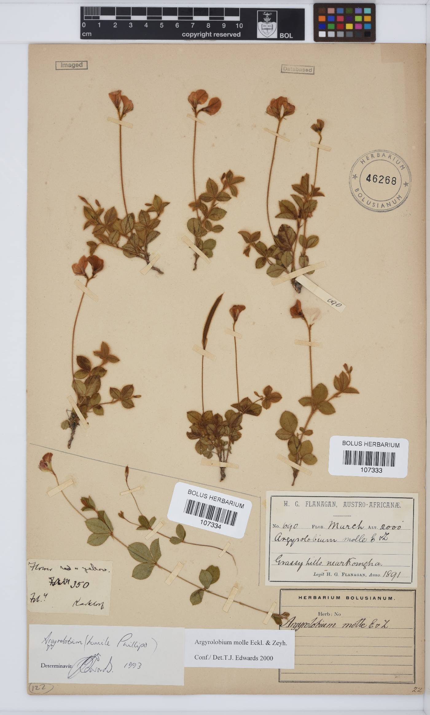 Argyrolobium molle image